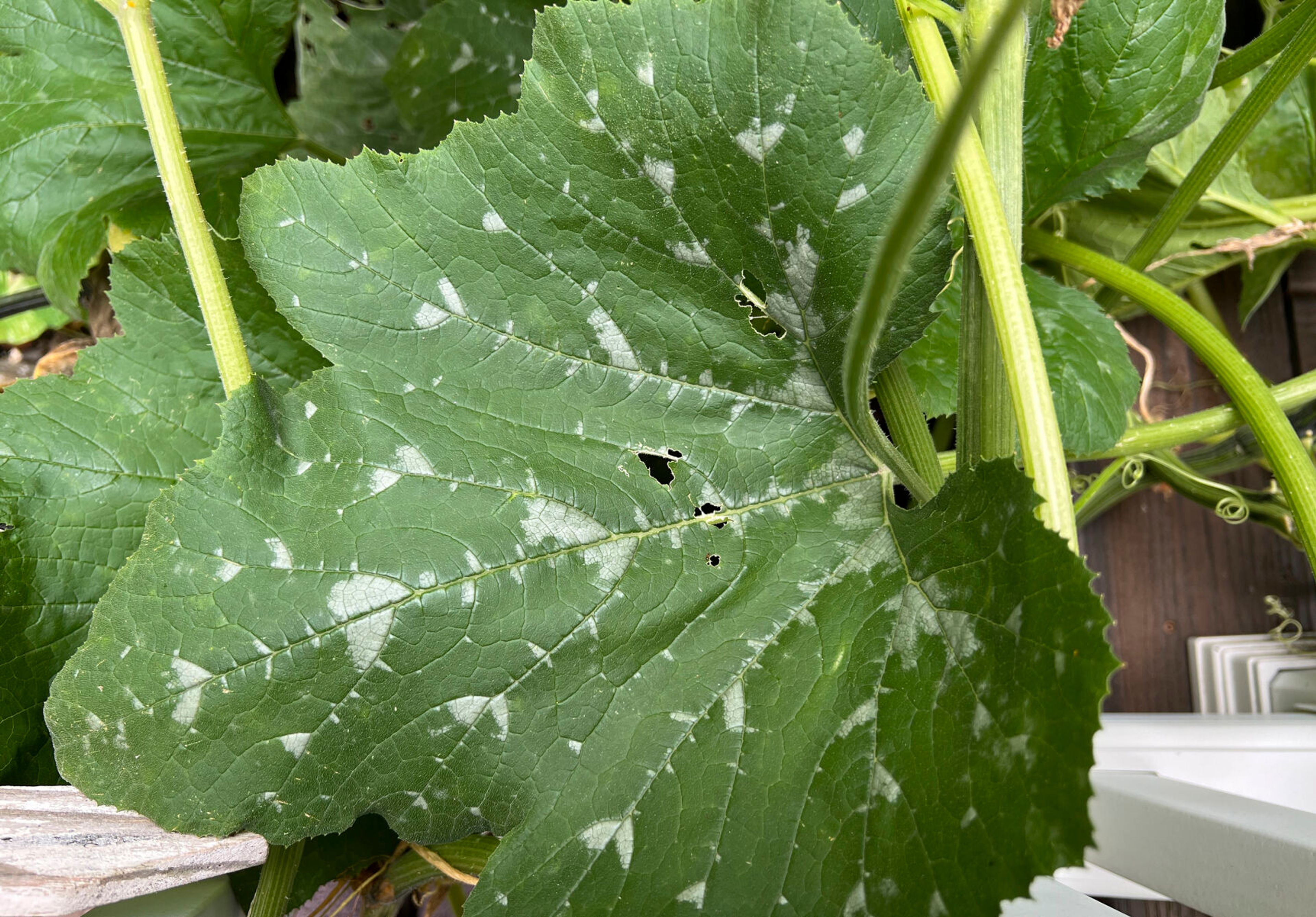 This July 25, 2024 image provided by Jessica Damiano shows normal white blotching of a zucchini leaf on Long Island, New York. (Jessica Damiano via AP)