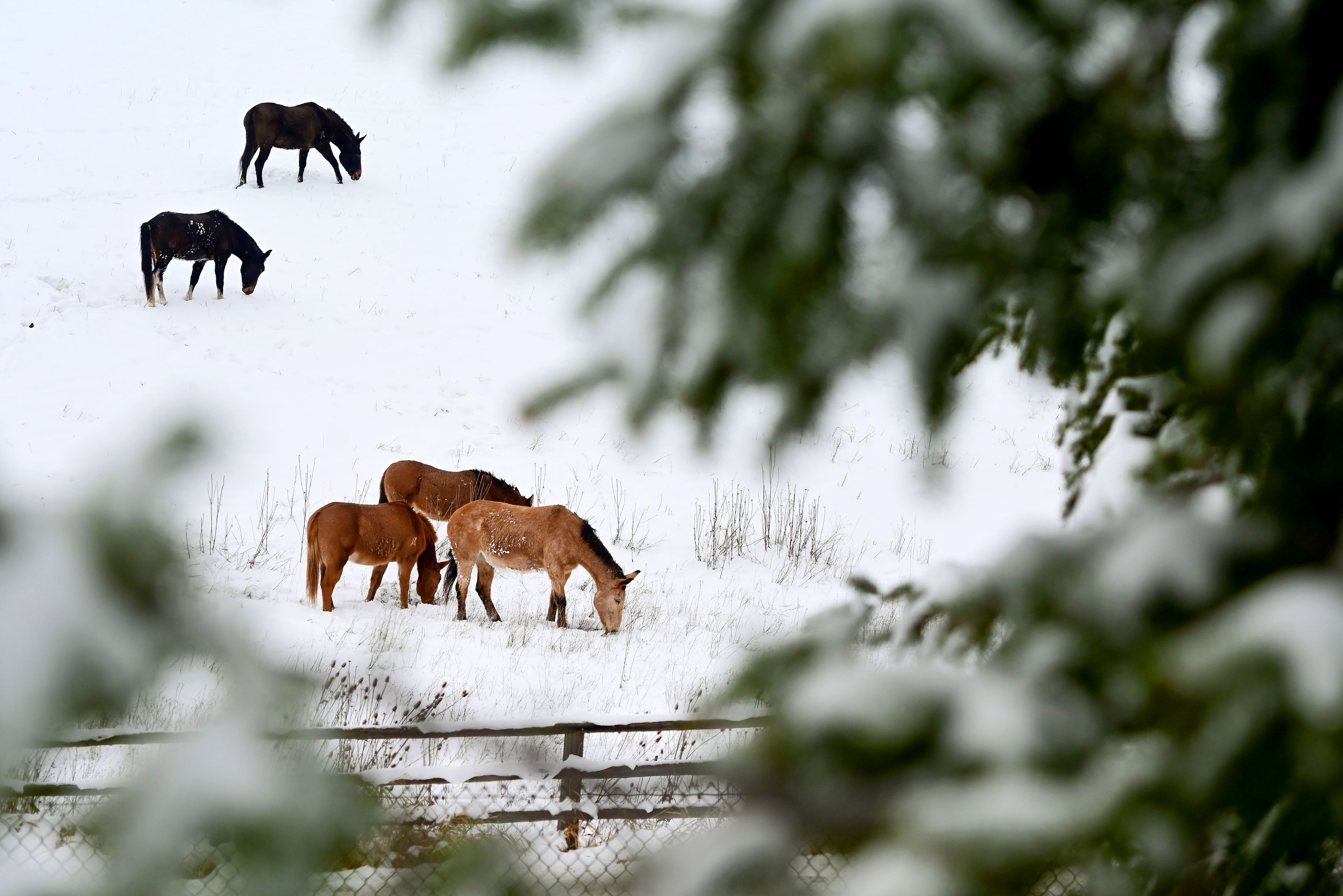 Horses spread out across a hill to graze from the snowy ground in Pullman along Old Wawawai Road on Friday.