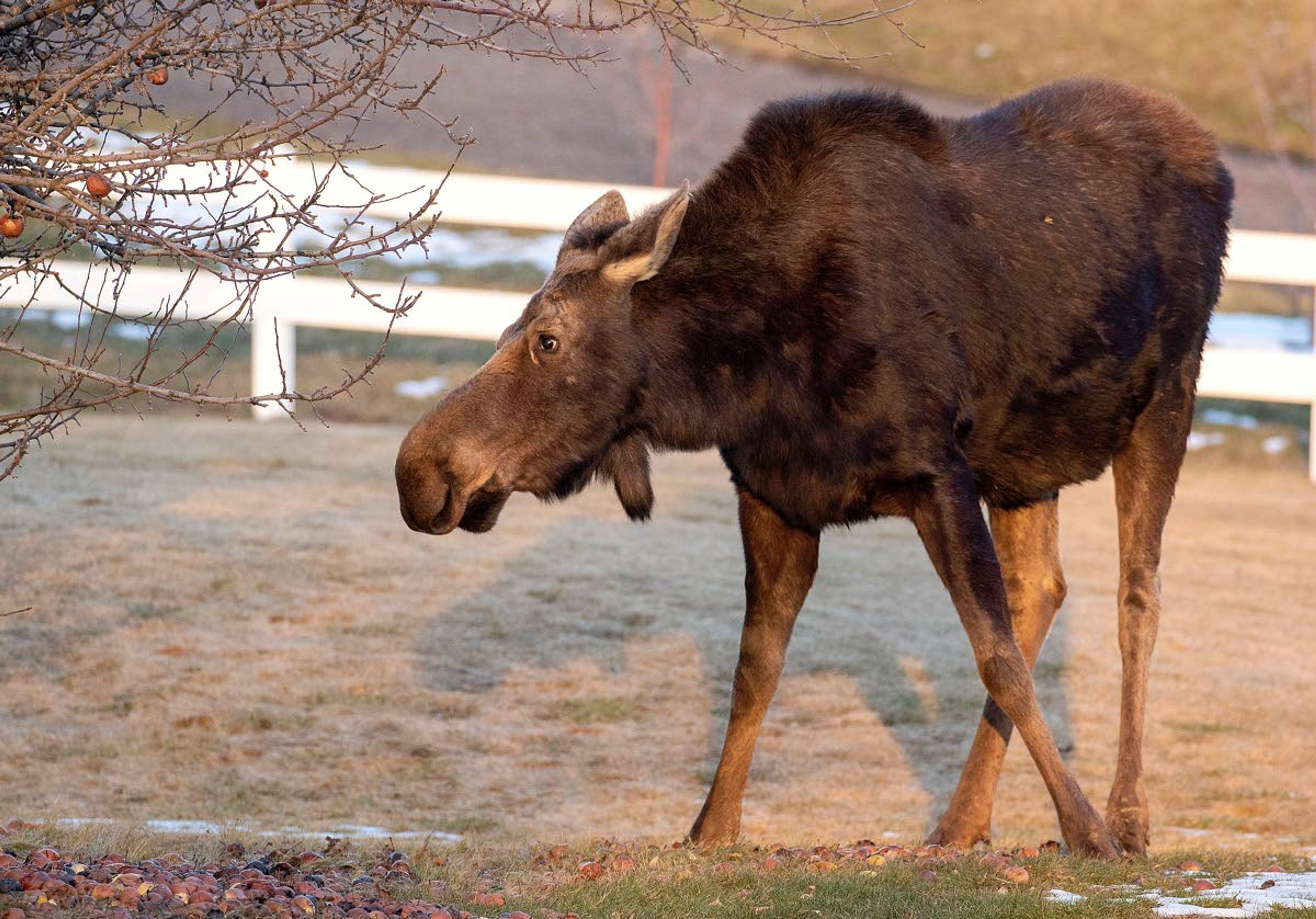 A moose eats fruit from the ground under a tree Monday outside a home at the intersection of Fairview Drive and Robinson Park Road in Moscow.