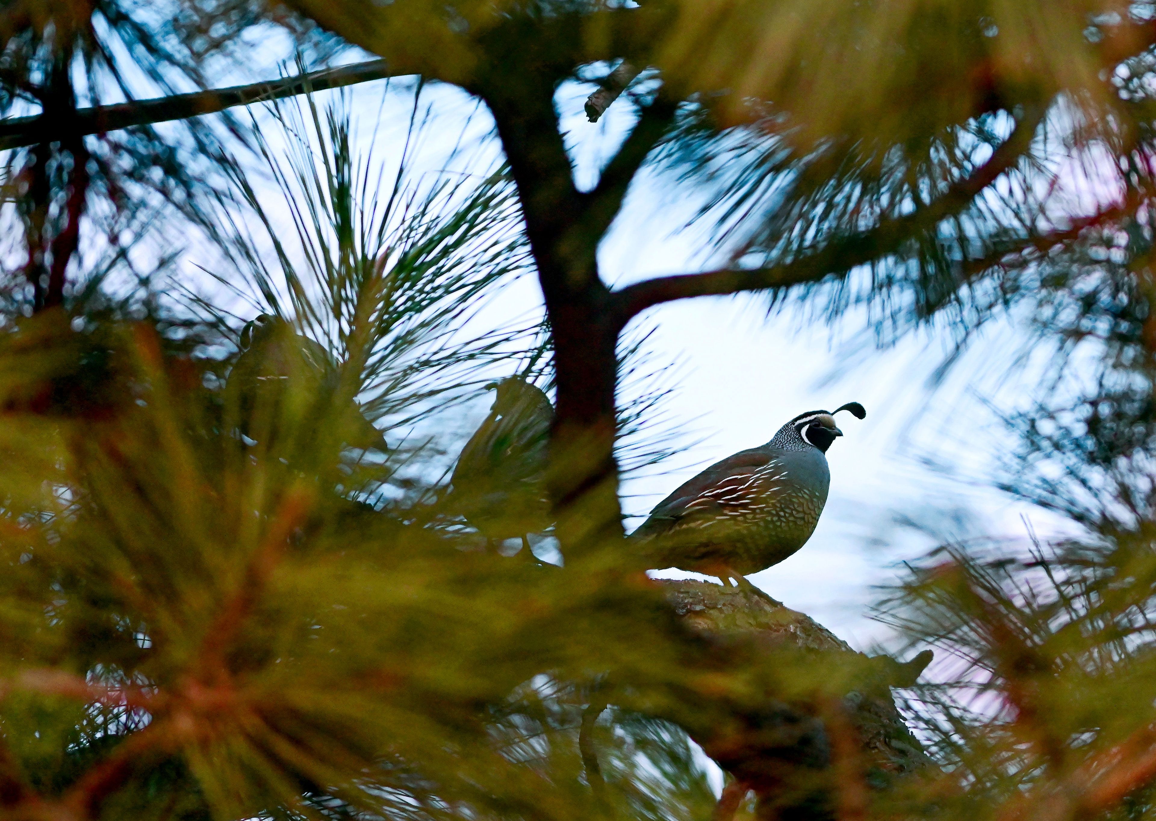 California quail perch in a tree after feeding in a field in Moscow.