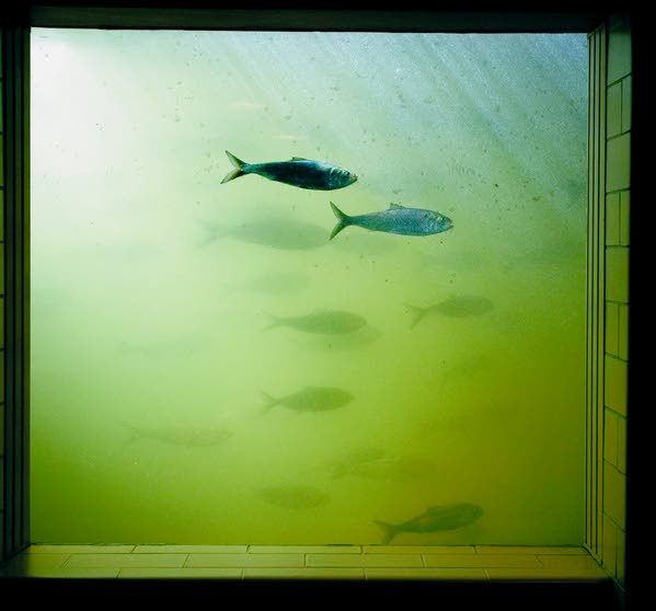 Heat taking toll on salmon