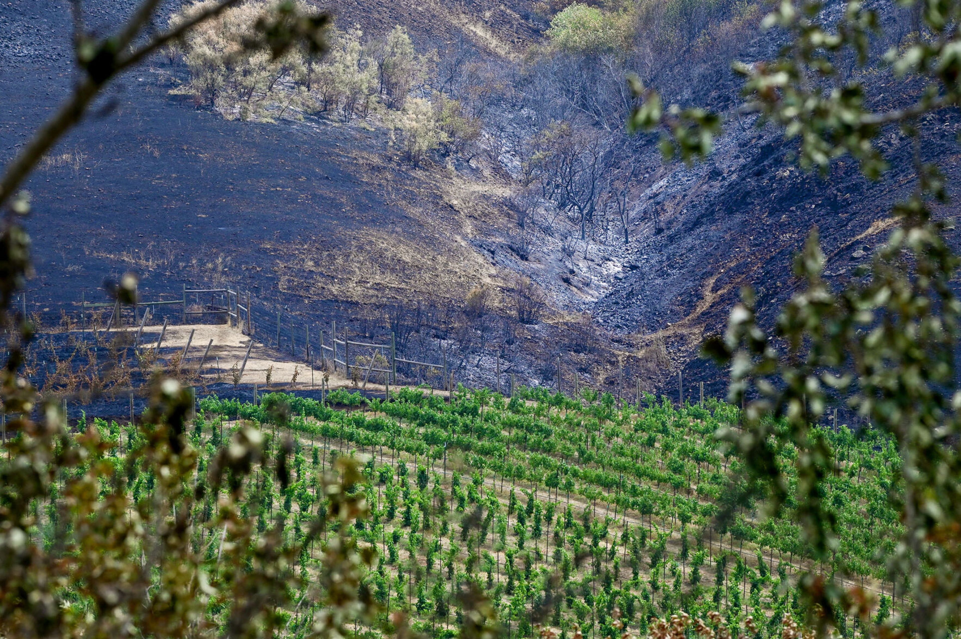 Charred land surrounds vines at the Colter’s Creek Winery on Monday after burning in the Gwen Fire.