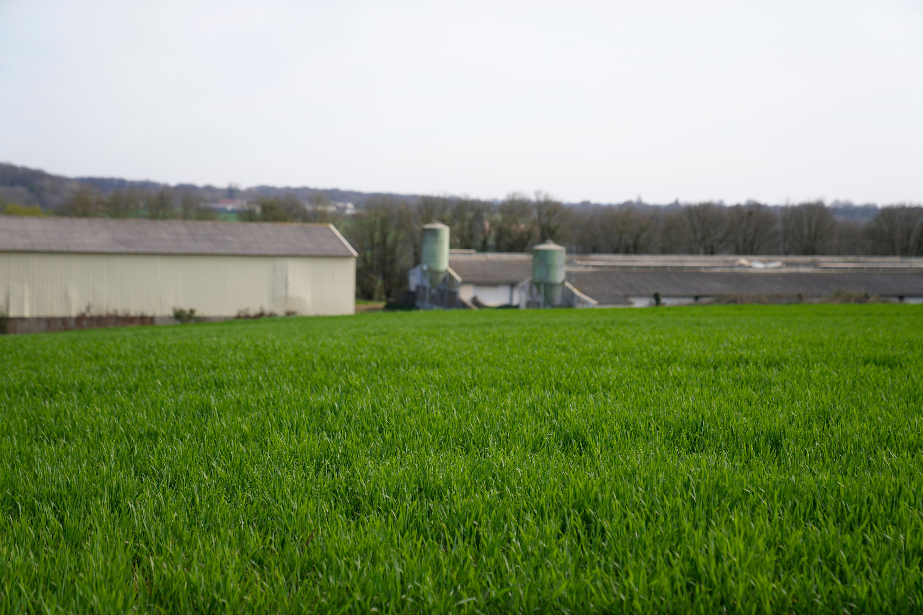 Wheat grows at a farm in Pruille-Le-Chetif, western France, Friday, March 18, 2022. Farmers worldwide are weighing whether to change their planting patterns and grow more wheat this spring as Russia's war in Ukraine has choked off or thrown into question grain supplies from a region known as “the breadbasket of the world.” (AP Photo/Francois Mori)