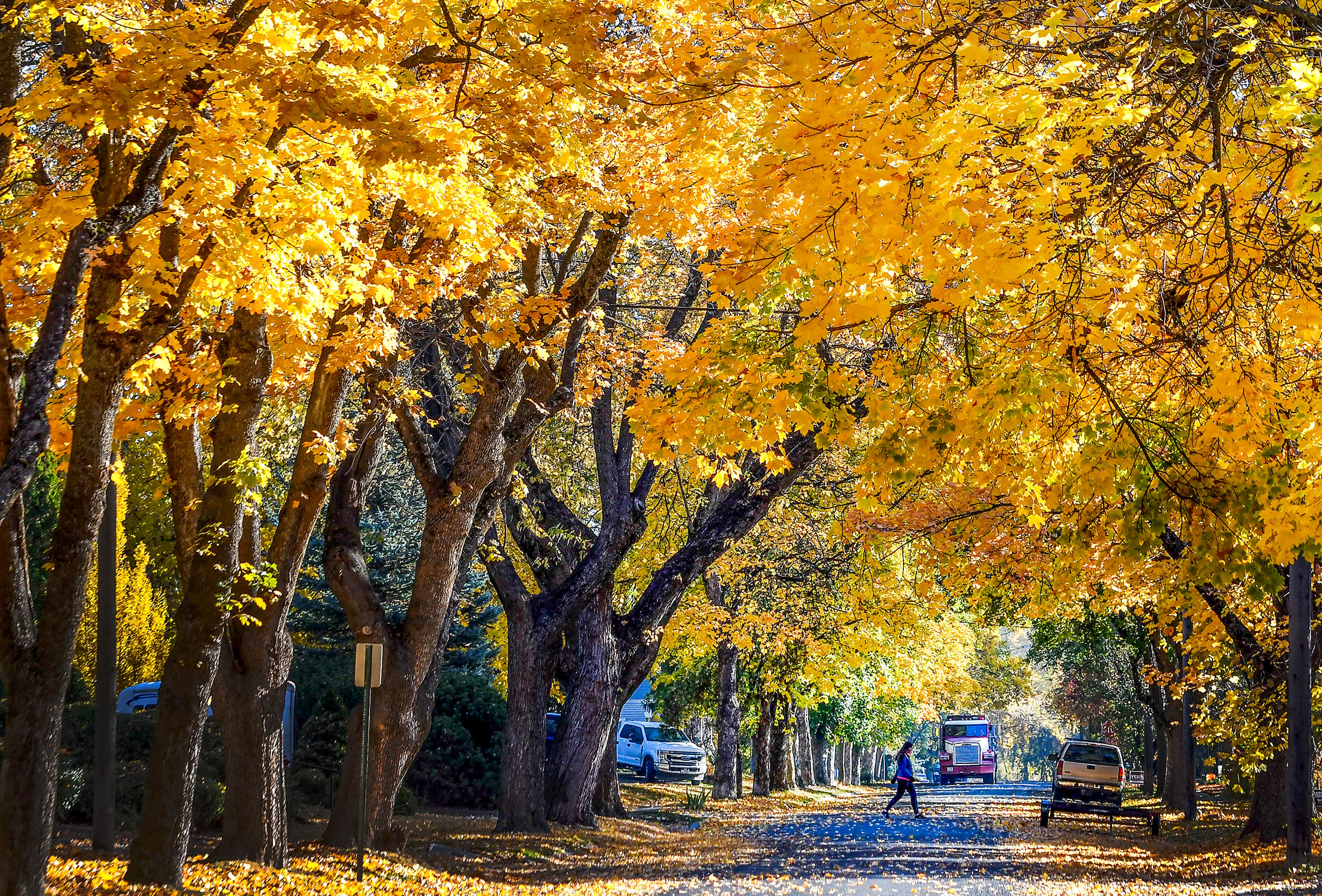 A neighborhood street in Moscow Wednesday is under a canopy of yellow leaves.