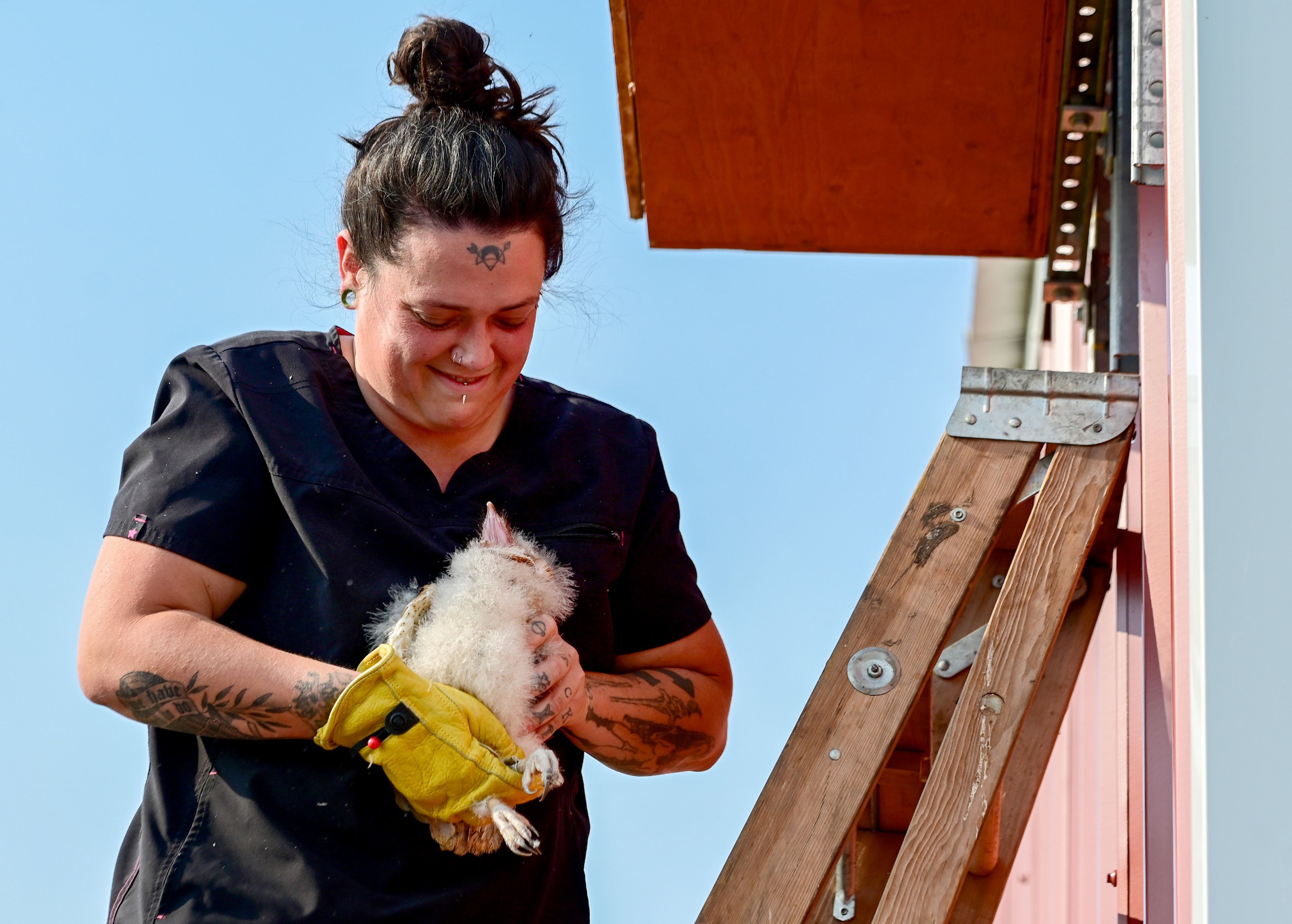 Alex McGregor, a second-year Washington State University vet student and technical assistant at the Veterinary Teaching Hospital, smiles down at an orphaned barn owl opening its beak in defense as McGregor carries it to a nest box at the WSU Horticulture Center.