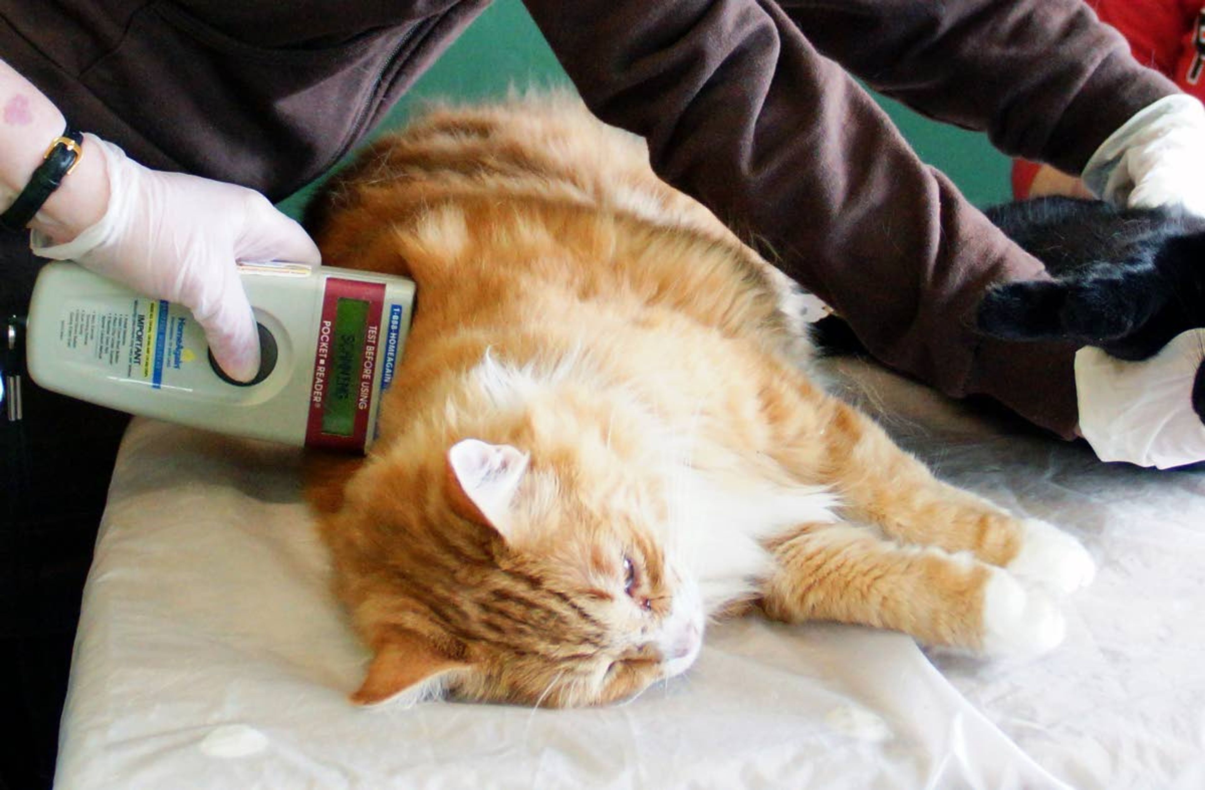 A volunteer scans a sedated cat for a microchip during a spay and neuter clinic for feral cats at Affordable Veterinary Care & Spay Neuter Clinic on Sunday in Moscow. The event was put on by Animal House Ferals with help from a number of Washington State University veterinary students and area veterinarians.