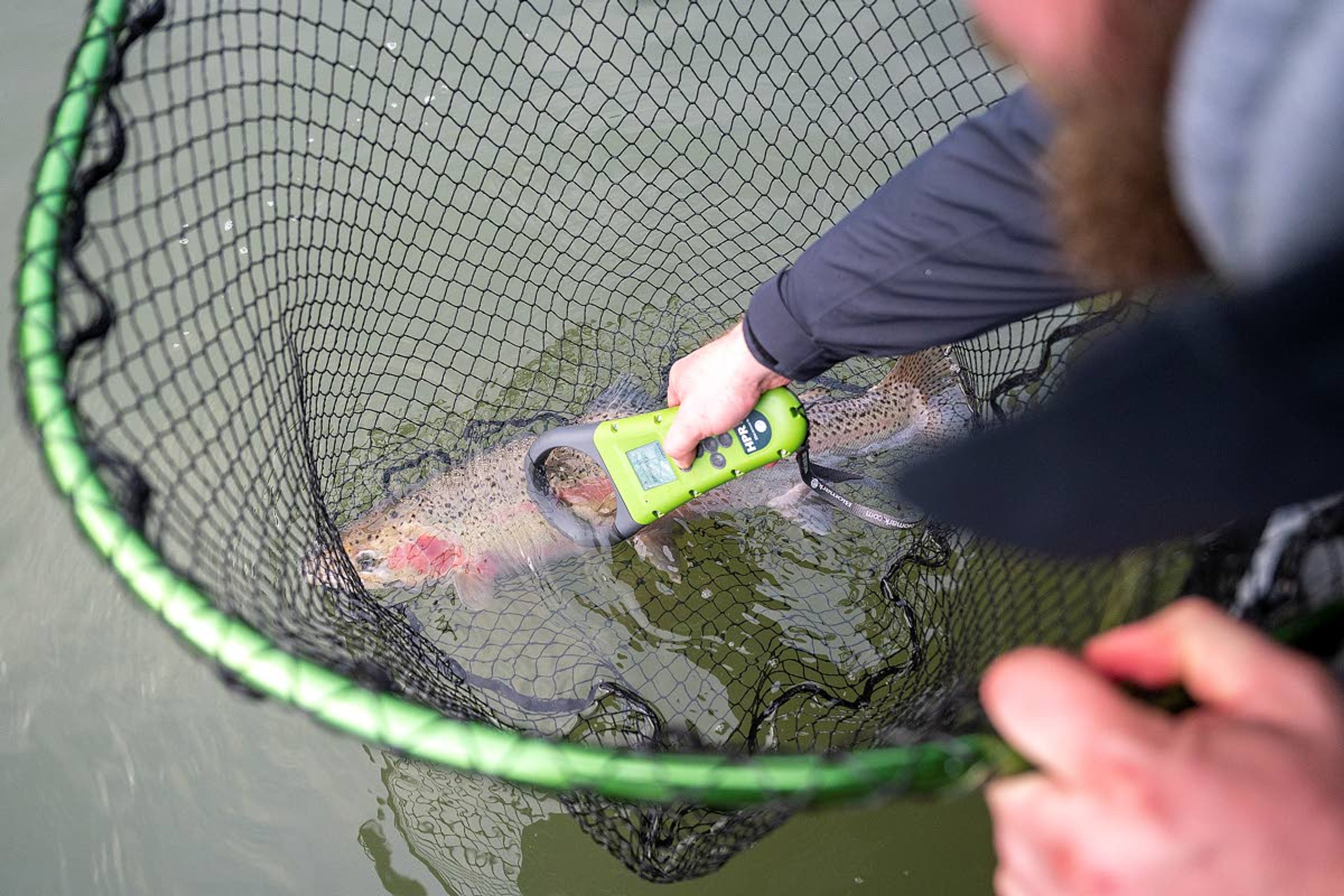 A fishing guide checks to see if a wild steelhead caught on the Clearwater River near Orofino is implanted with an identifying electronic tag. Wild steelhead are threatened and, along with spring and fall chinook and sockeye salmon, are the focus of a massive federal study that seeks to balance the needs of the fish with operation of dams on the Snake and Columbia rivers. A comment period on that study ends April 13.