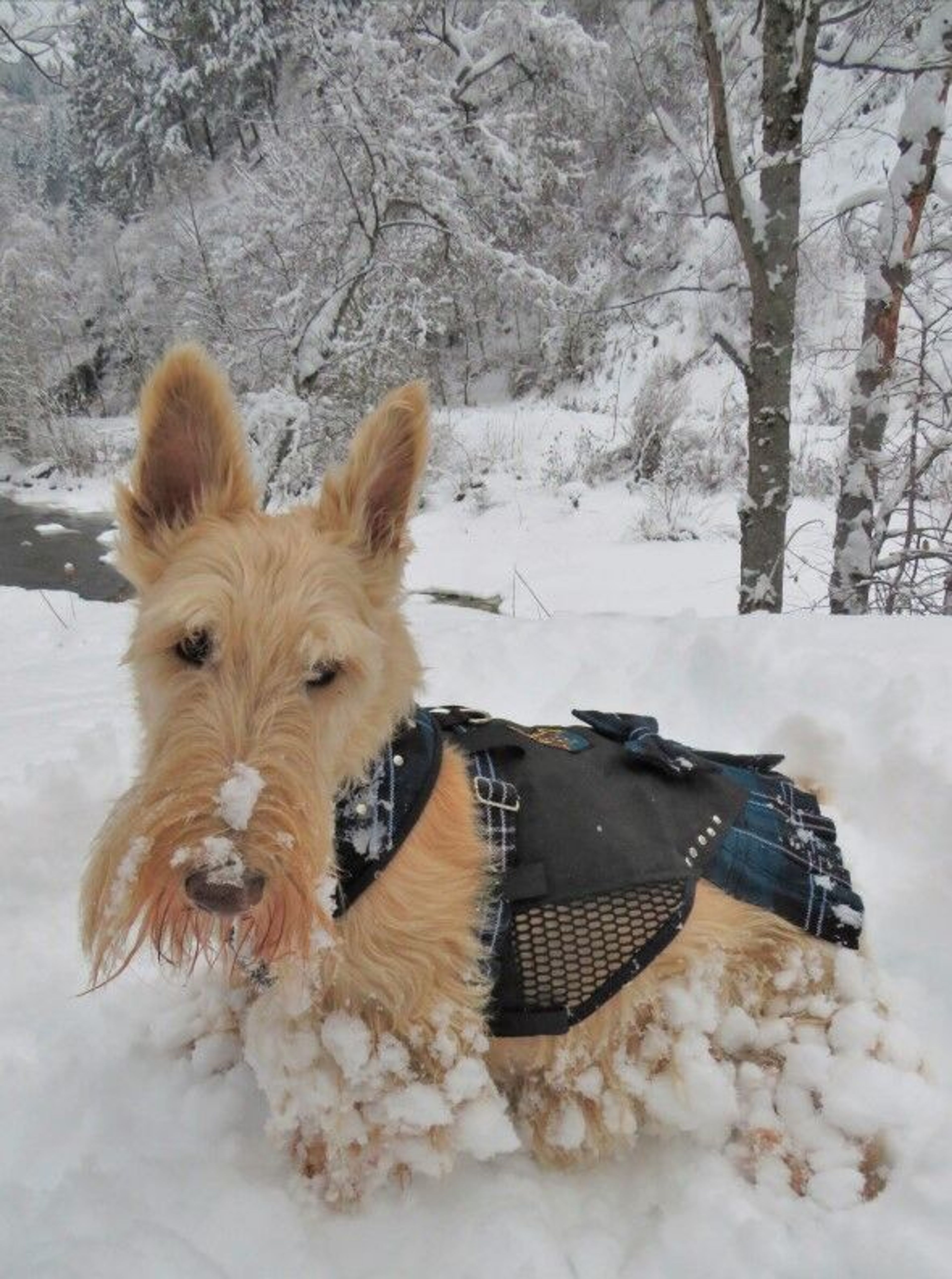 Scottish Snow Dog