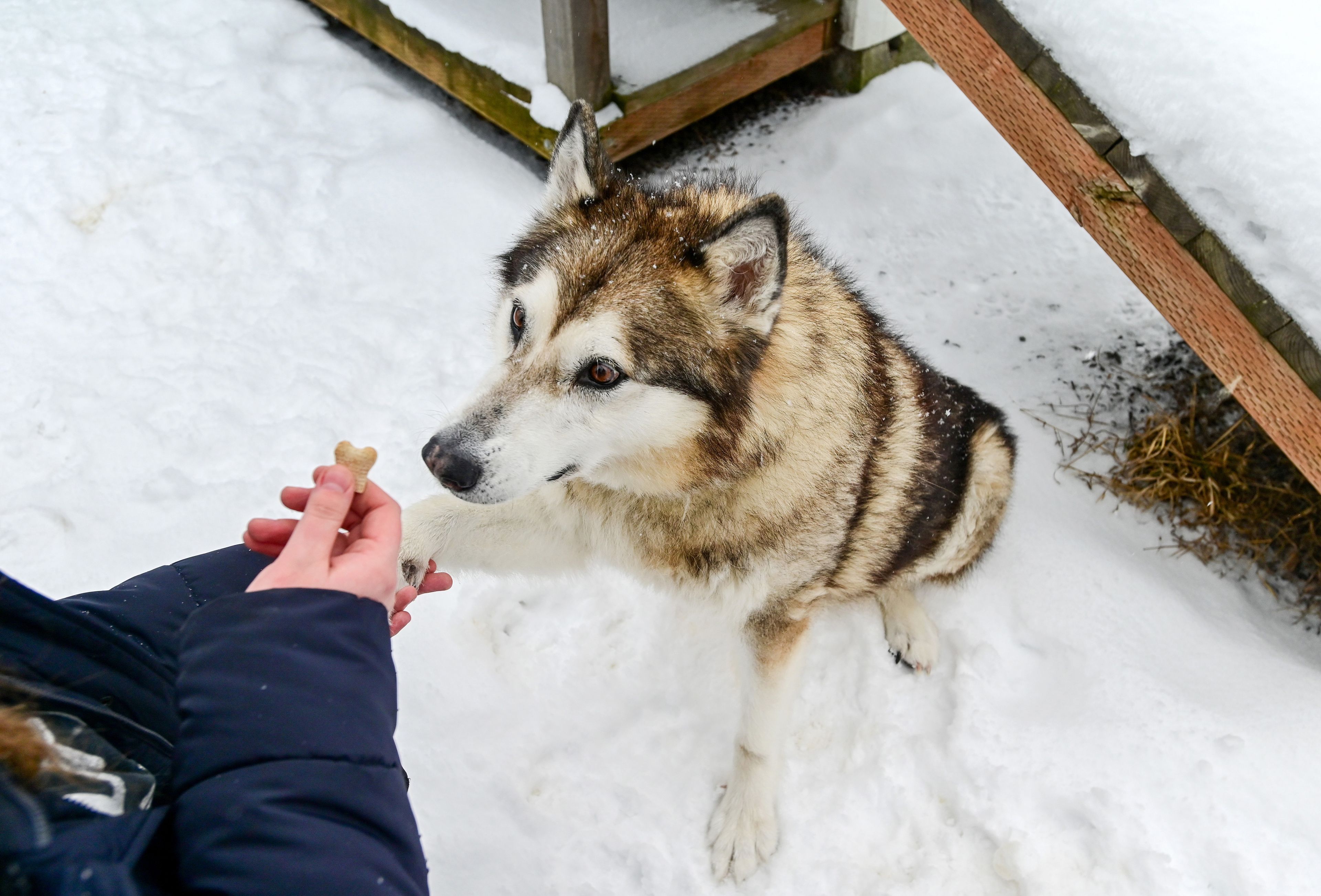 Kaya, a long-term guest at the Humane Society of the Palouse, gives a paw to be held for a treat in an outside kennel at the animal shelter in Moscow on Wednesday.