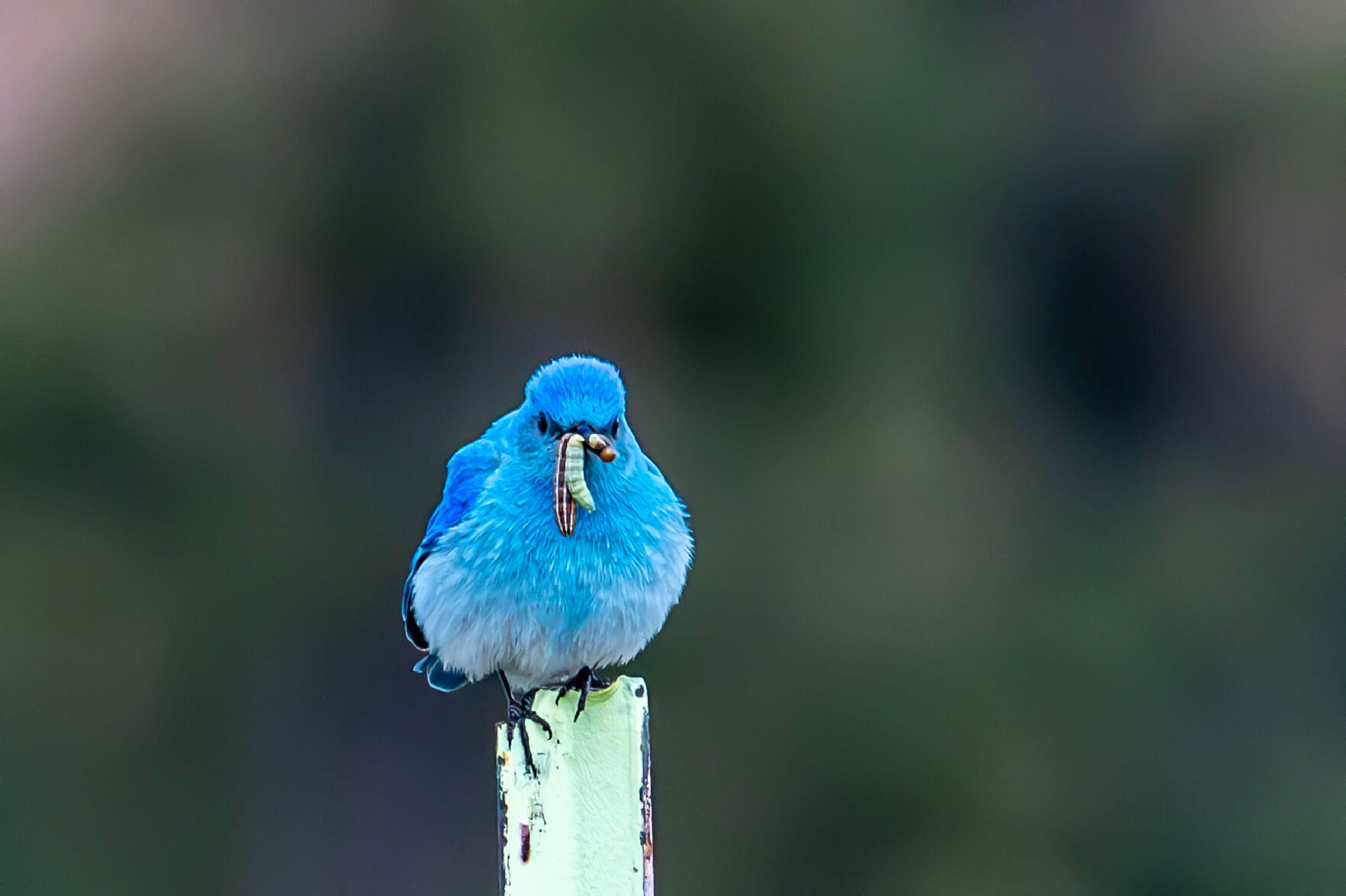 A bluebird sits on a fence post with a tasty treat Wednesday south of Cloverland.