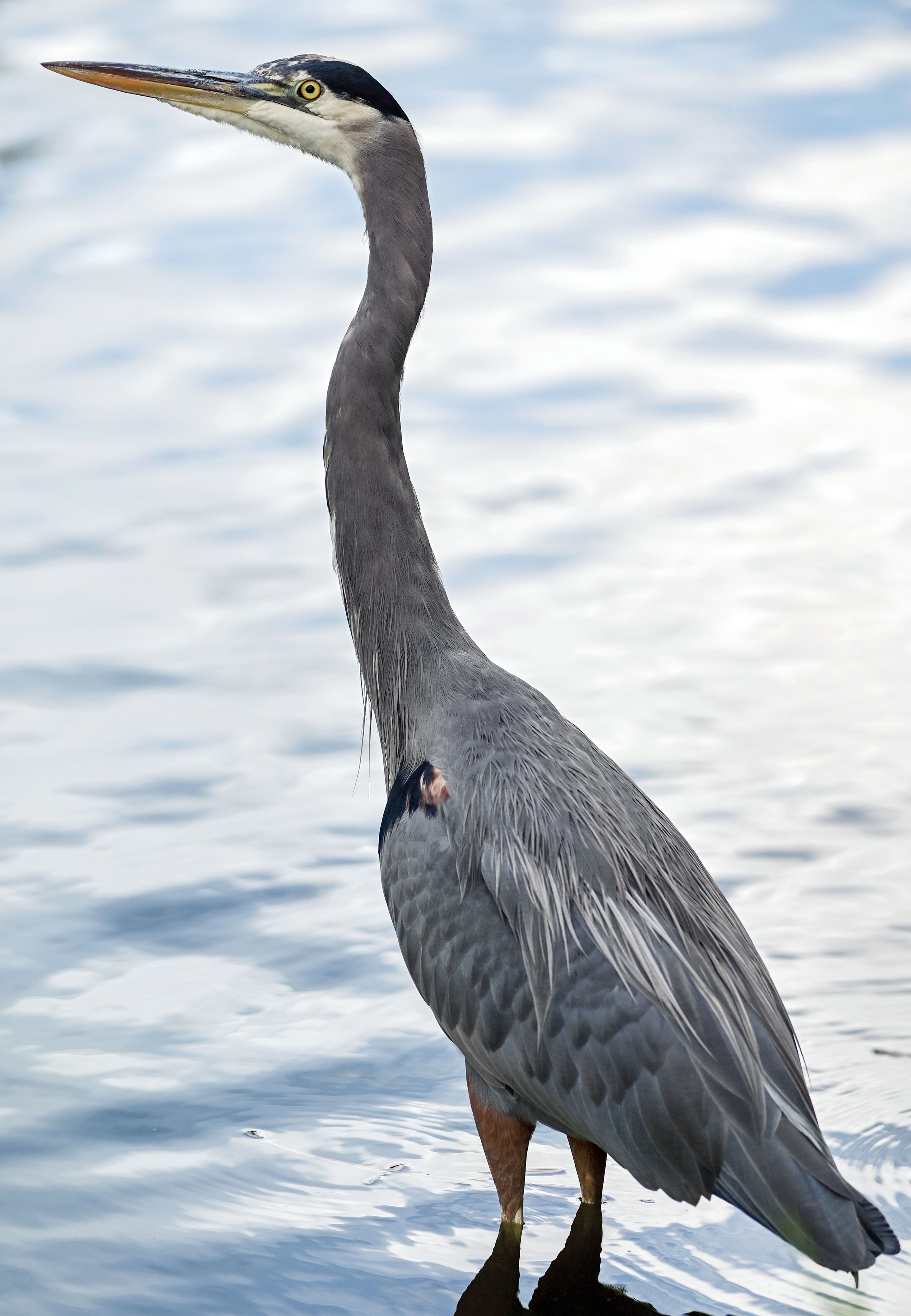 A heron looks at its surroundings Wednesday from the edge of a pond at Sunnyside Park in Pullman. Pullman saw a high temperature of 69 on Wednesday, with mostly clear skies and some wind. The extended weather outlook can be found on Page 8A.