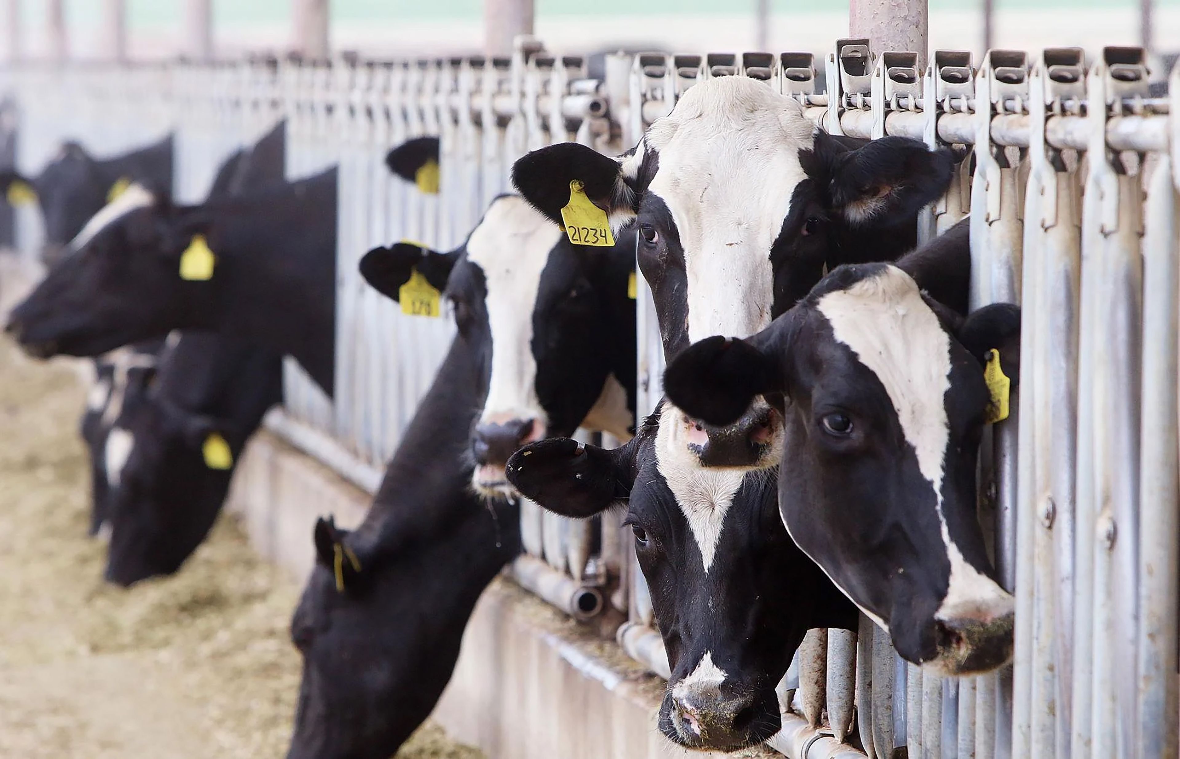 Cows line up in an Idaho dairy in this 2018 file photo. Avian flu has entered many of the state's dairies and experts believe it needs to be closely monitored because of the potential health concerns for animals and people.