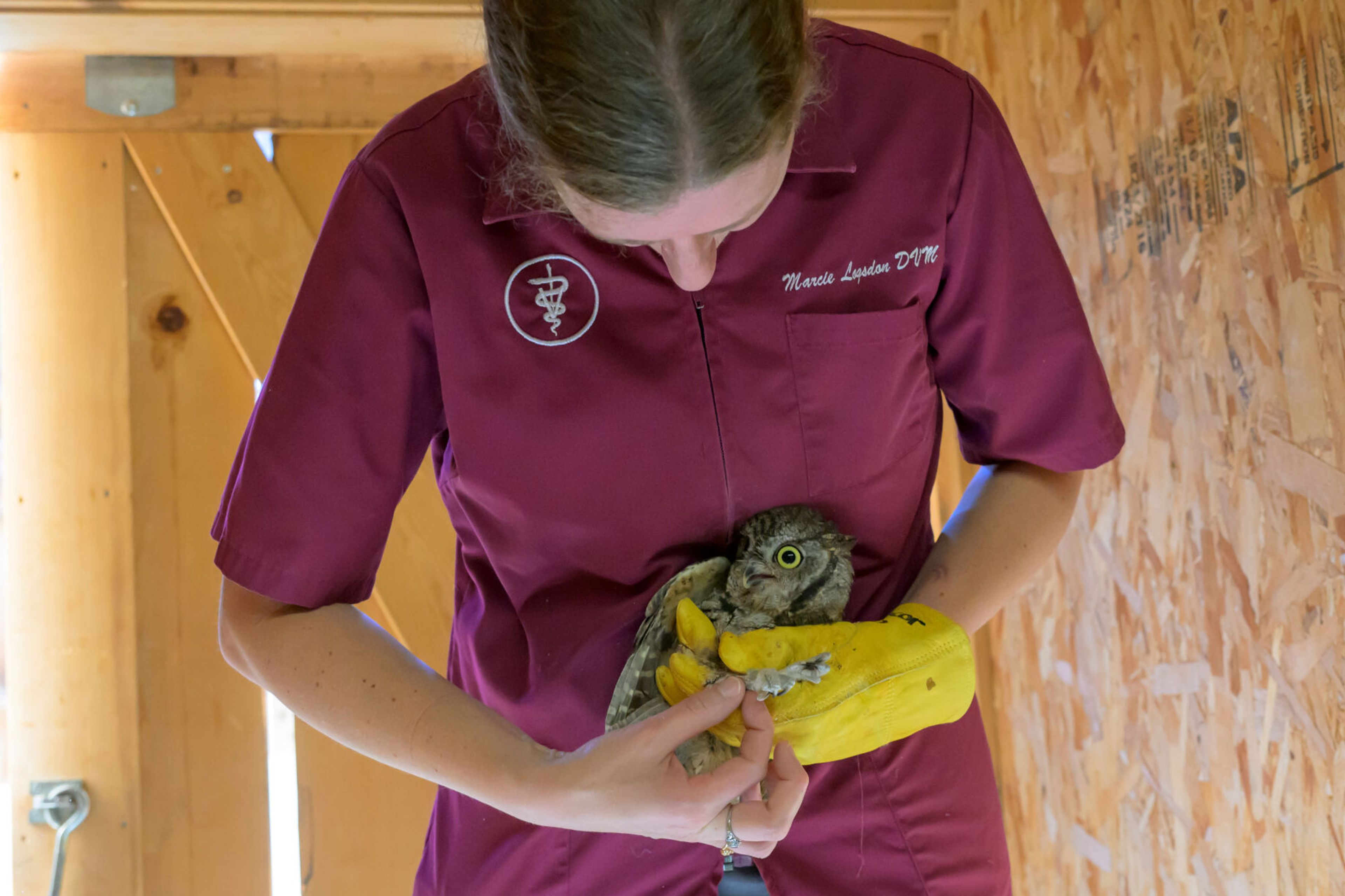 WSU wildlife veterinarian Dr. Marcie Logsdon checks the band on a western screech owl while giving the raptor one last examination before it was released into the wild at the Palouse-Clearwater Environmental Institute on Thursday, Sept. 19, 2024, in Moscow, Idaho. The owl had been receiving care at the Stauber Raptor Facility in Washington State University's College of Veterinary Medicine and was released at PCEI because the facility and surrounding land has an abundance of ideal owl habitat. (College of Veterinary Medicine/Ted S. Warren)