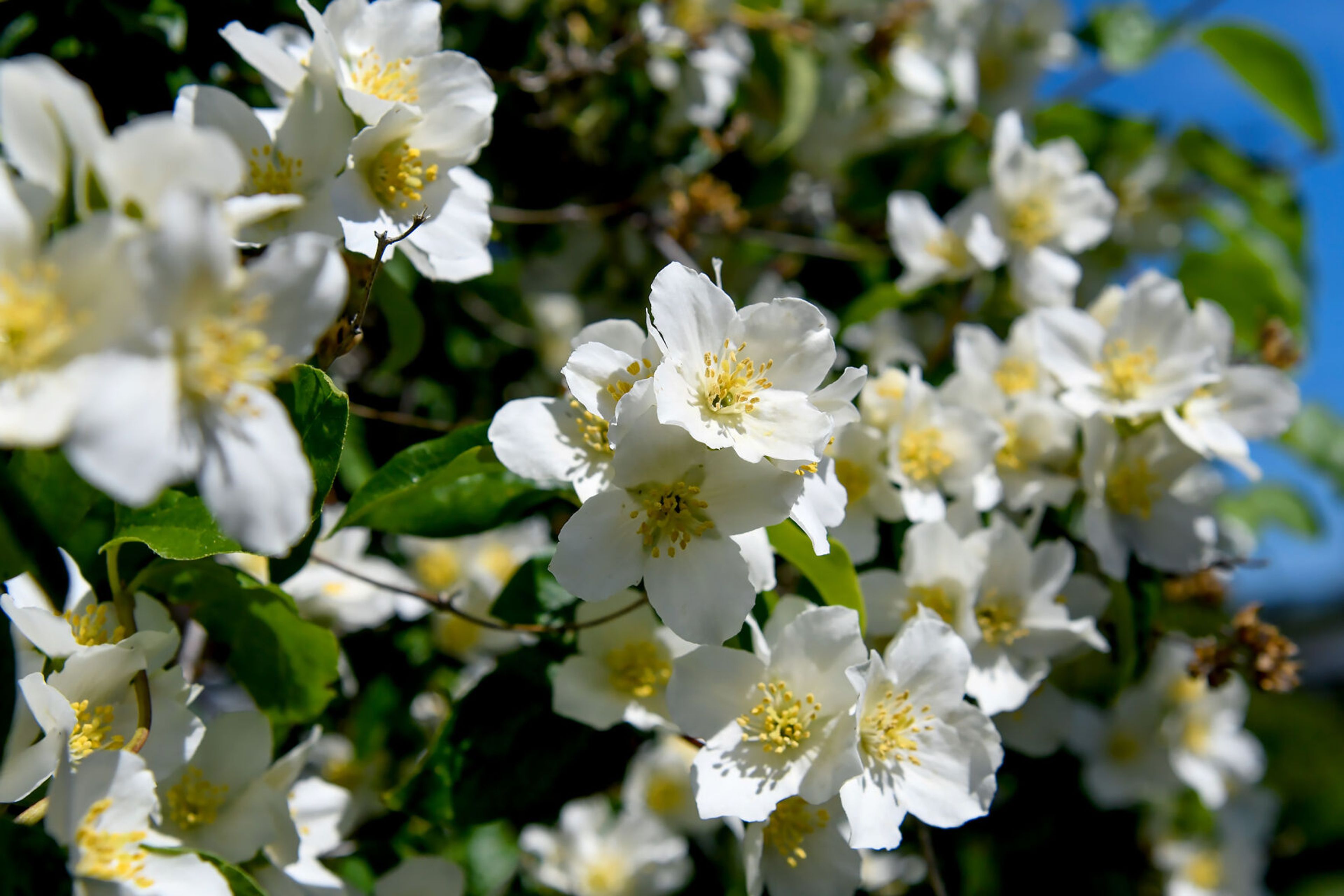 Syringa, also known as mock orange or Philadelphus lewisii and Idaho’s state flower, blossom in Pam Brunsfeld’s front yard on Friday in Moscow.