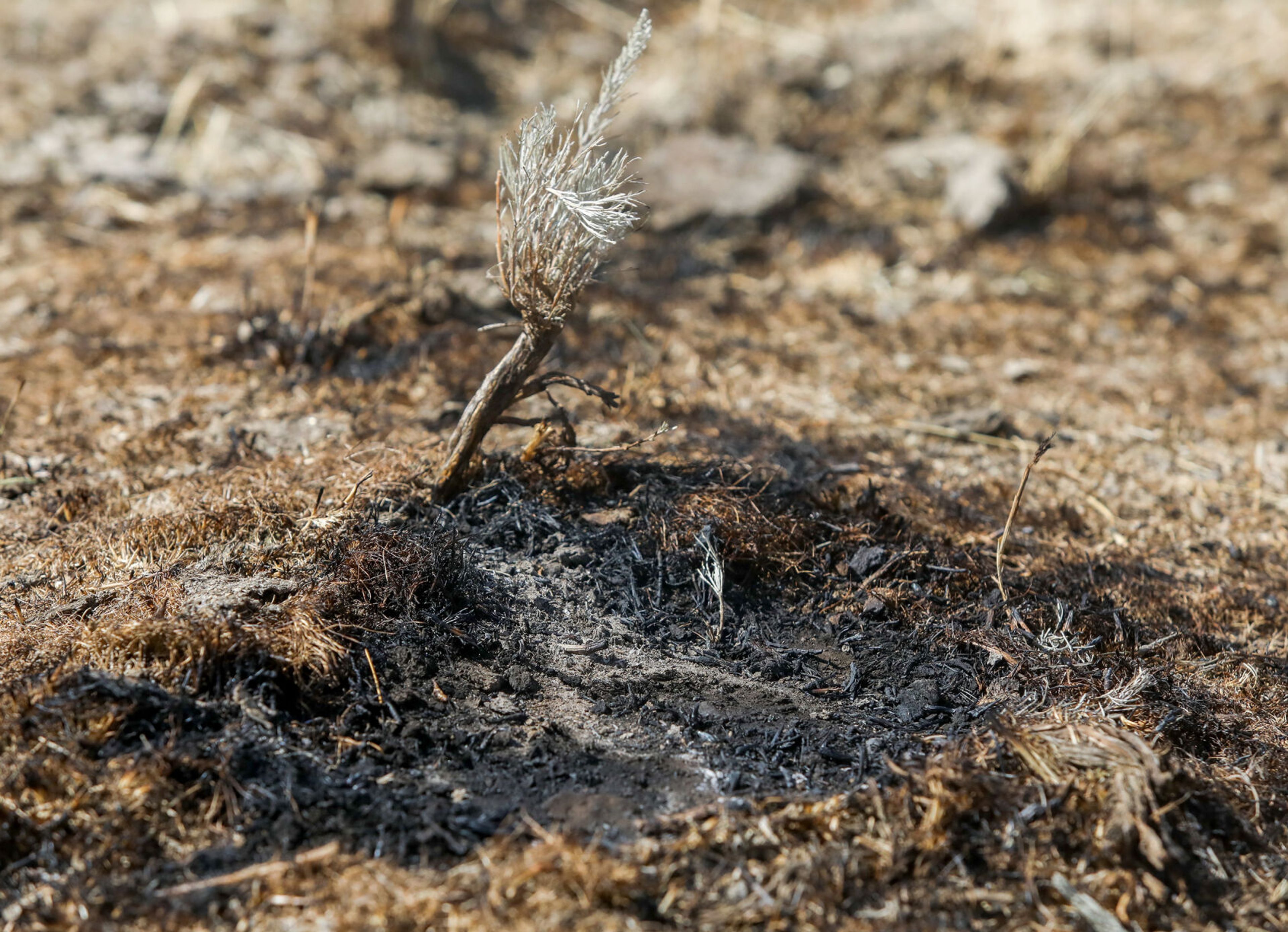 A burned patch of land is visible near a fire line dozed to help control the wildfire between Nisqually John Landing and Steptoe Canyon on Saturday.