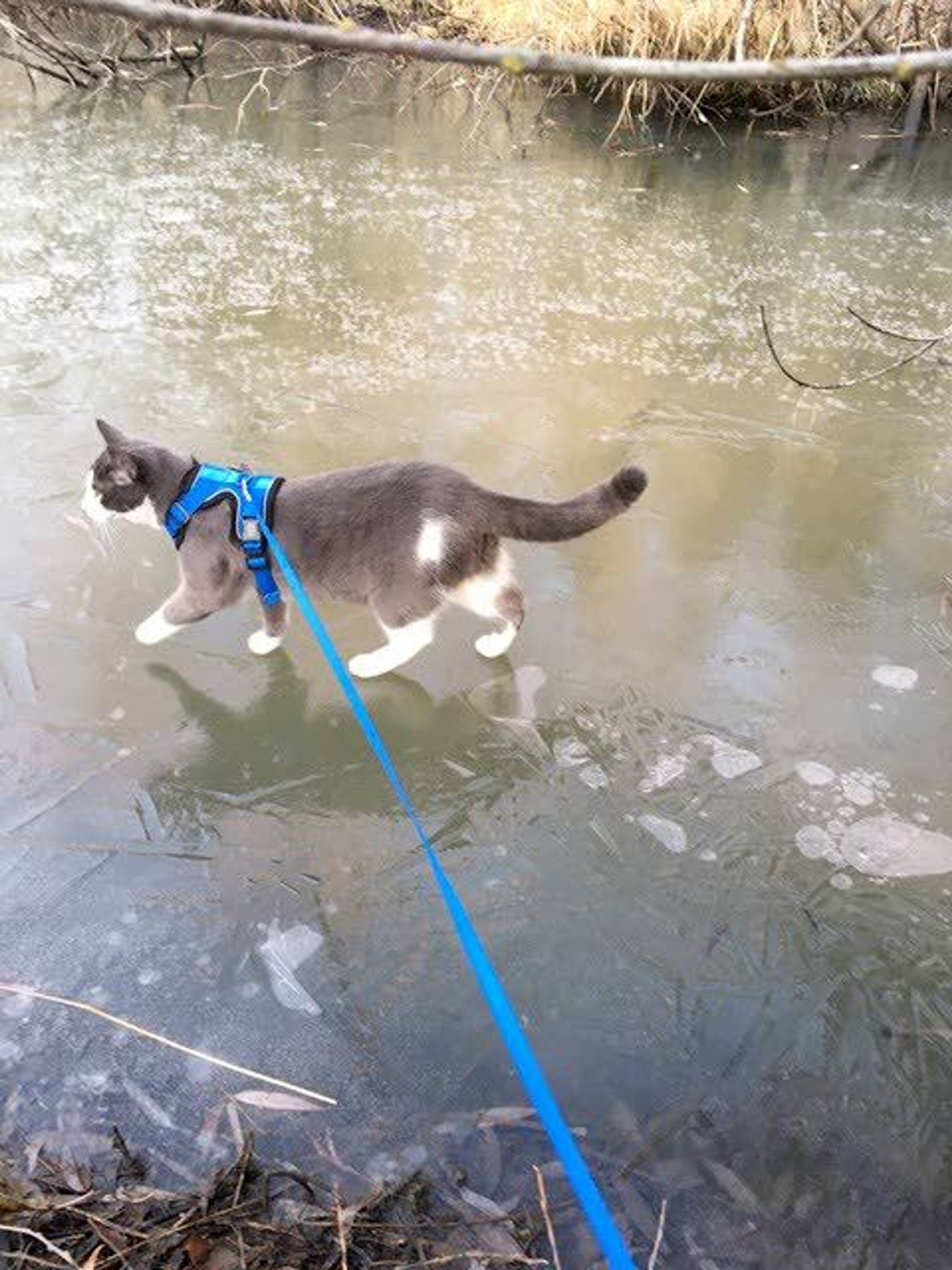 Ahsoka the cat enjoys ice skating in Carol Ryrie Brink Park in Moscow. The talented cat belongs to Rebecca Hill, who submitted the photo. Have a great shot of your own to share? Email it directly to photo@dnews.com with the subject line “Reader Photo” and we’ll work to get it published.