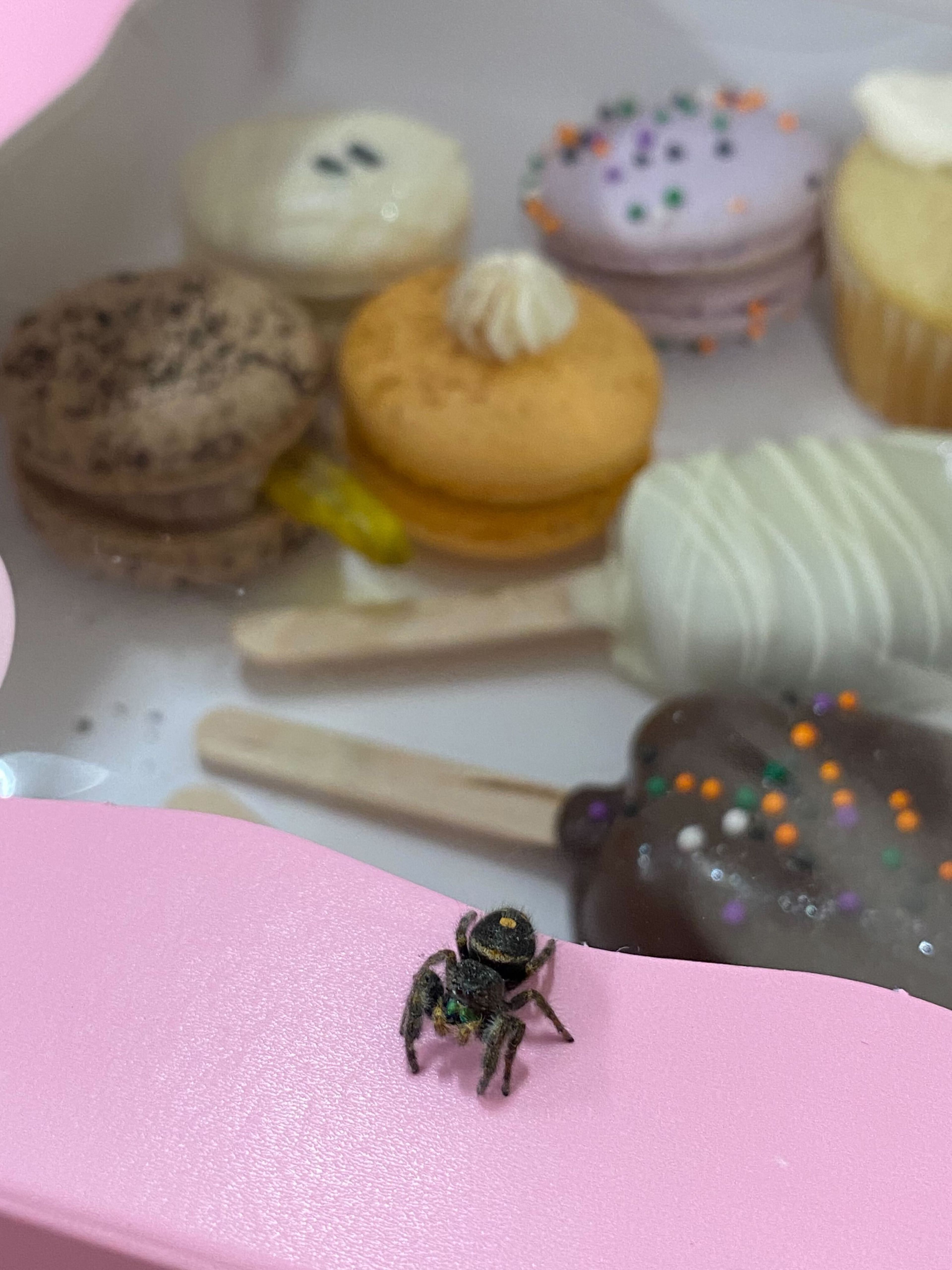 A curious spider looks at a box of Halloween-themed treats at b's bakery.