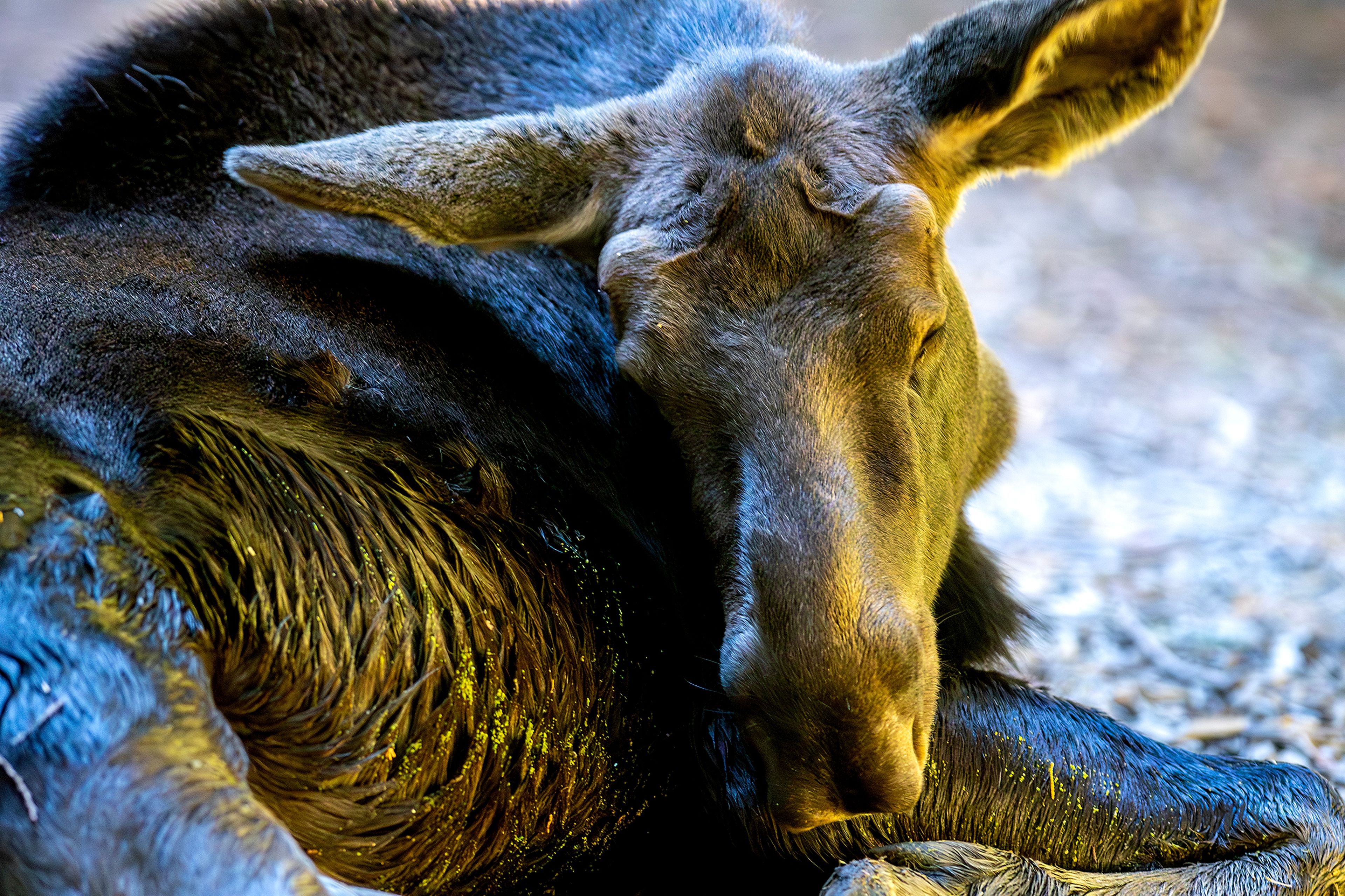 A young moose takes a nap at the Arboretum & Botanical Garden Tuesday in Moscow.,