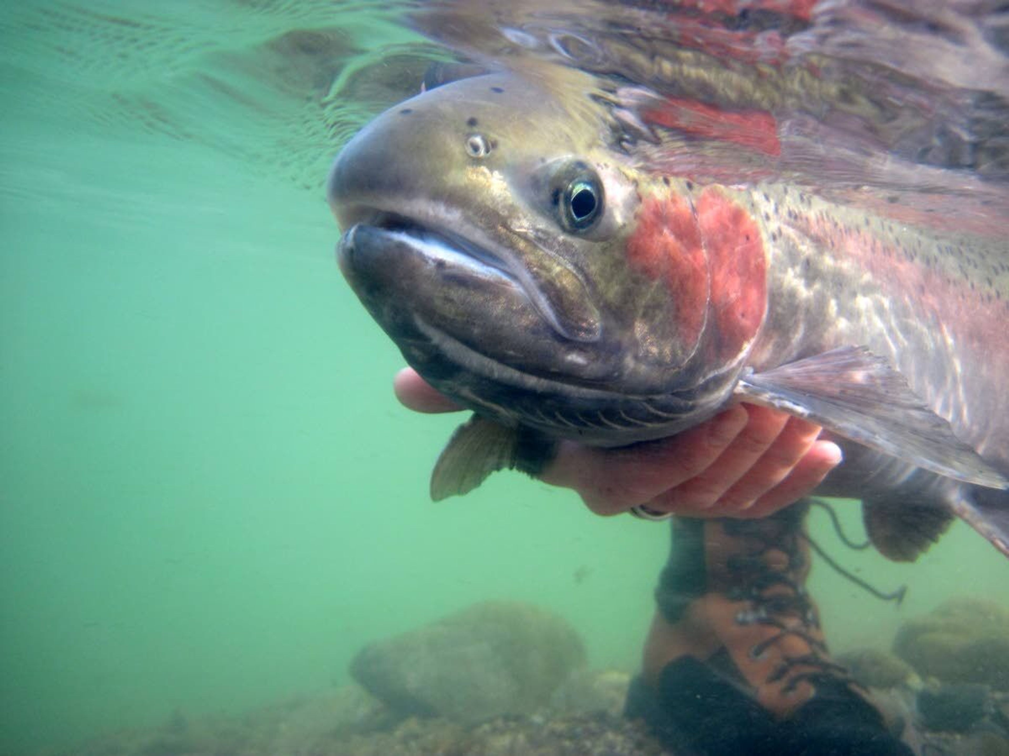 Steelhead limit cut on Snake, Salmon, Little Salmon