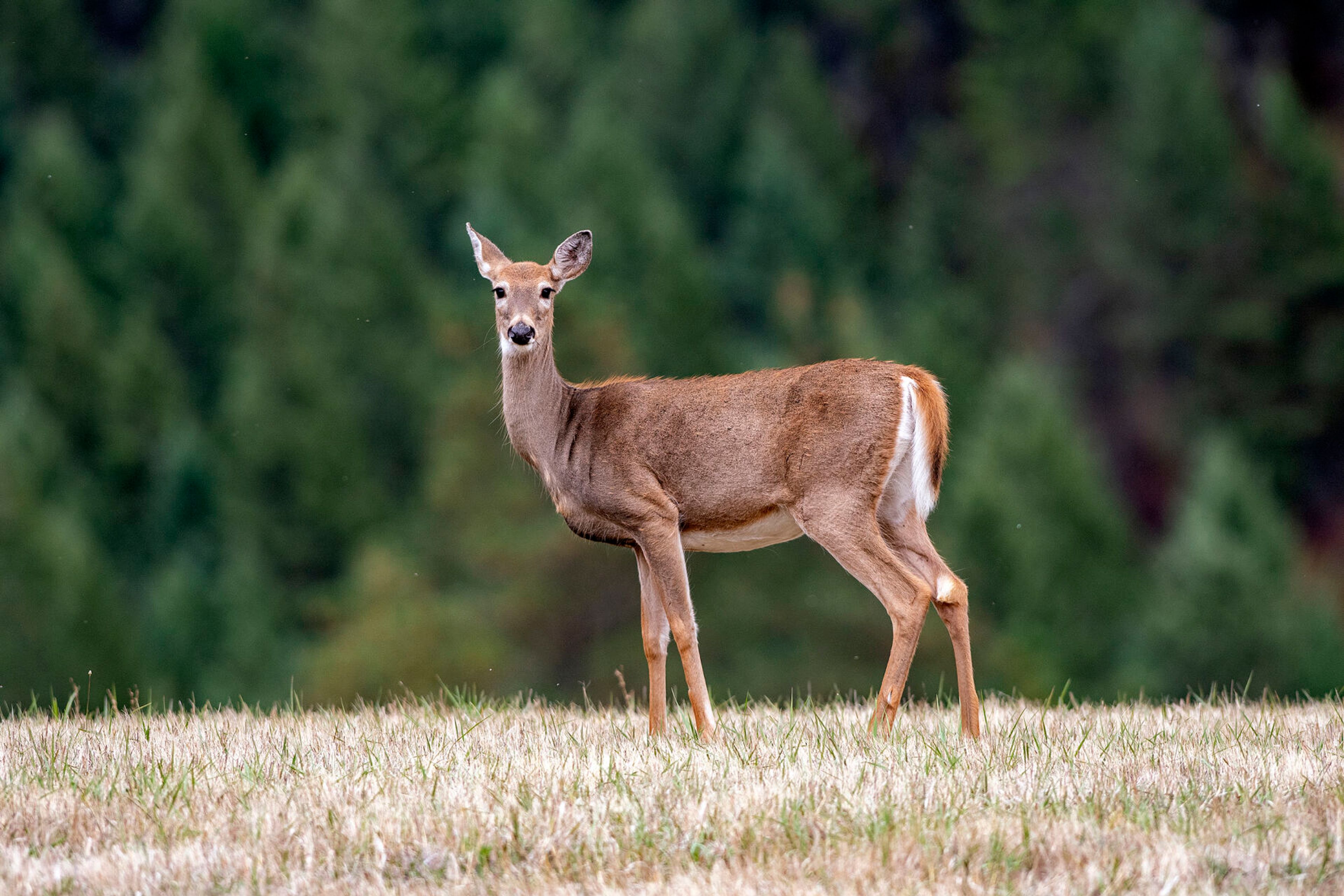 A deer stands in a field near Peck.