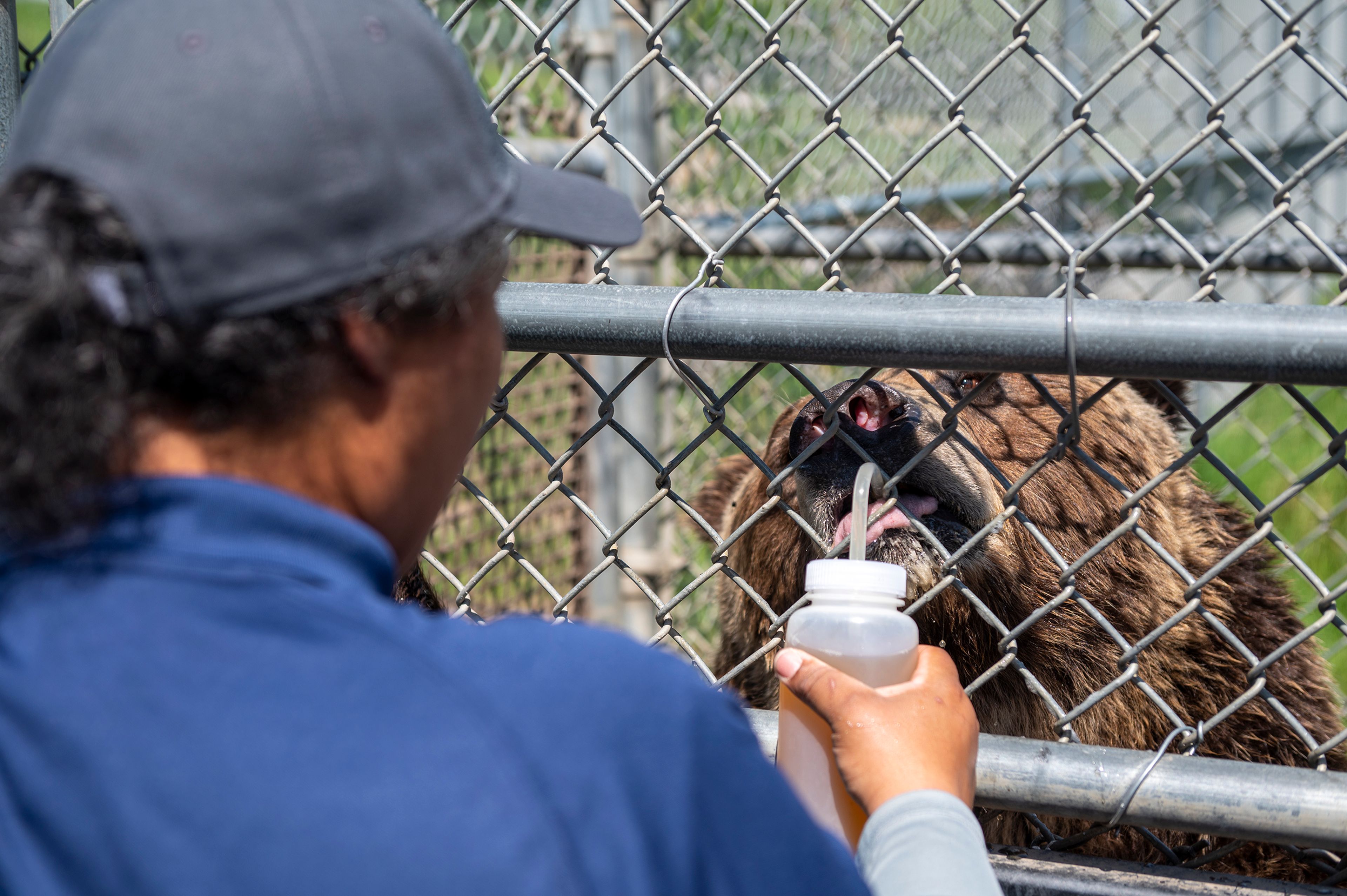 A grizzly bear named John gets fed honey at Washington State University’s Bear Center on Thursday afternoon in Pullman.