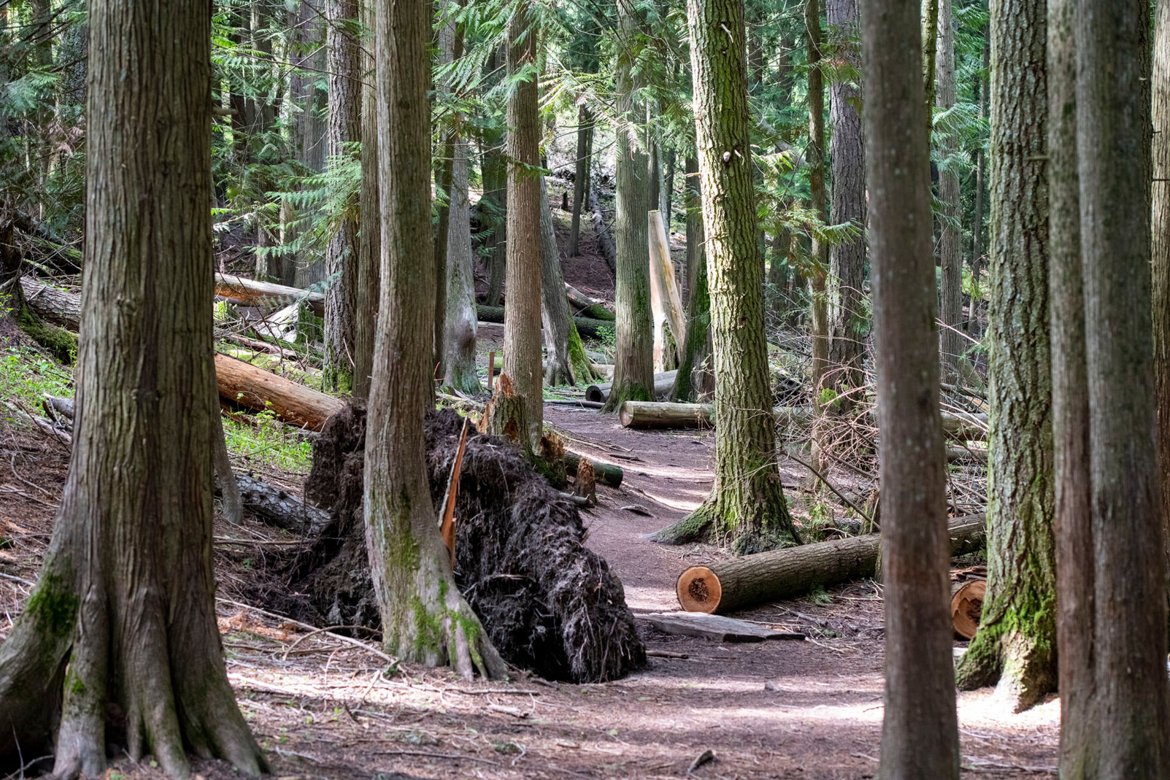 Sunlight shines through the trees to highlight Cedar Trail.