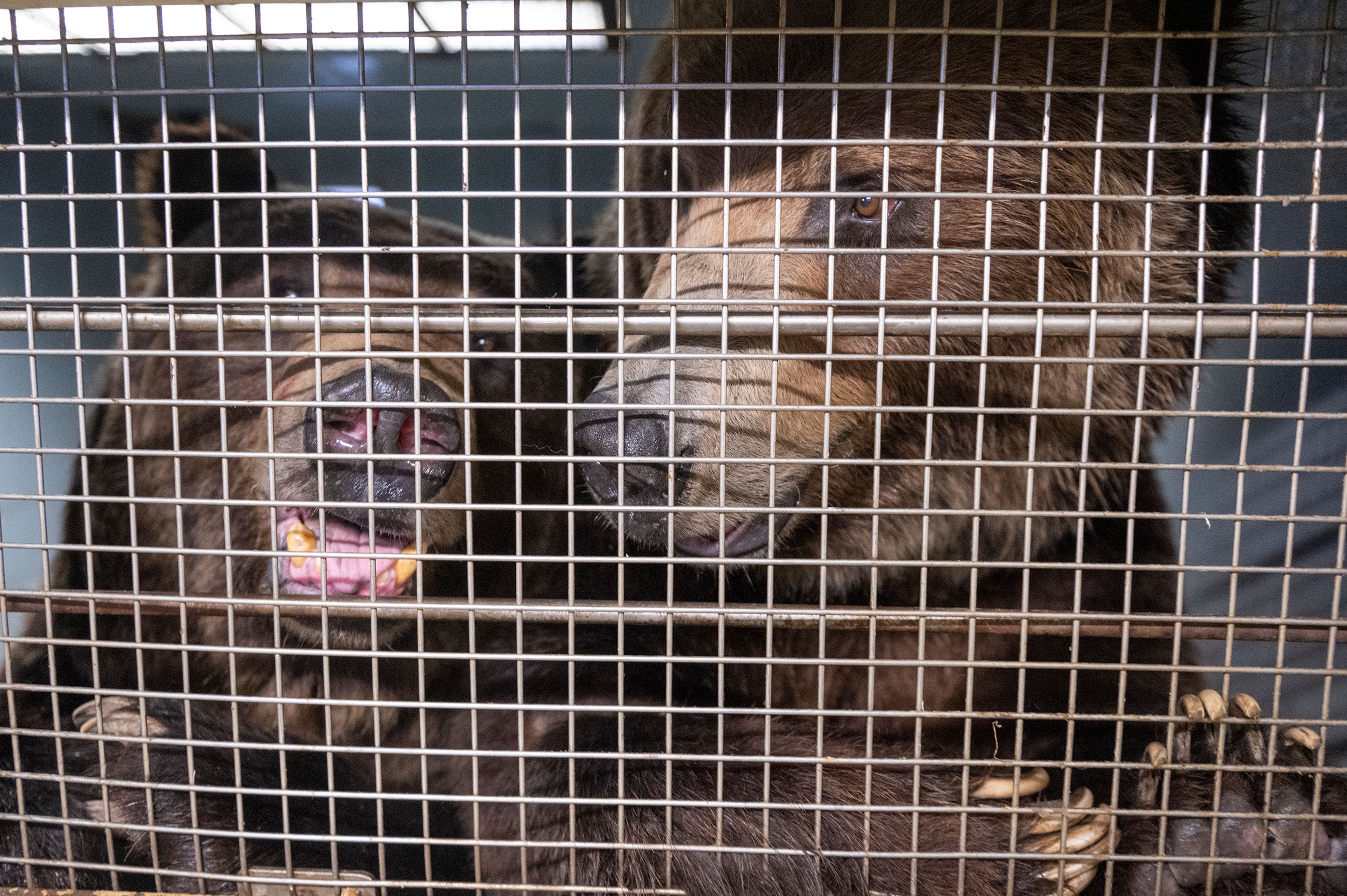 Grizzly bears look through at visitors through a window at Washington State University’s Bear Center on Thursday afternoon in Pullman.