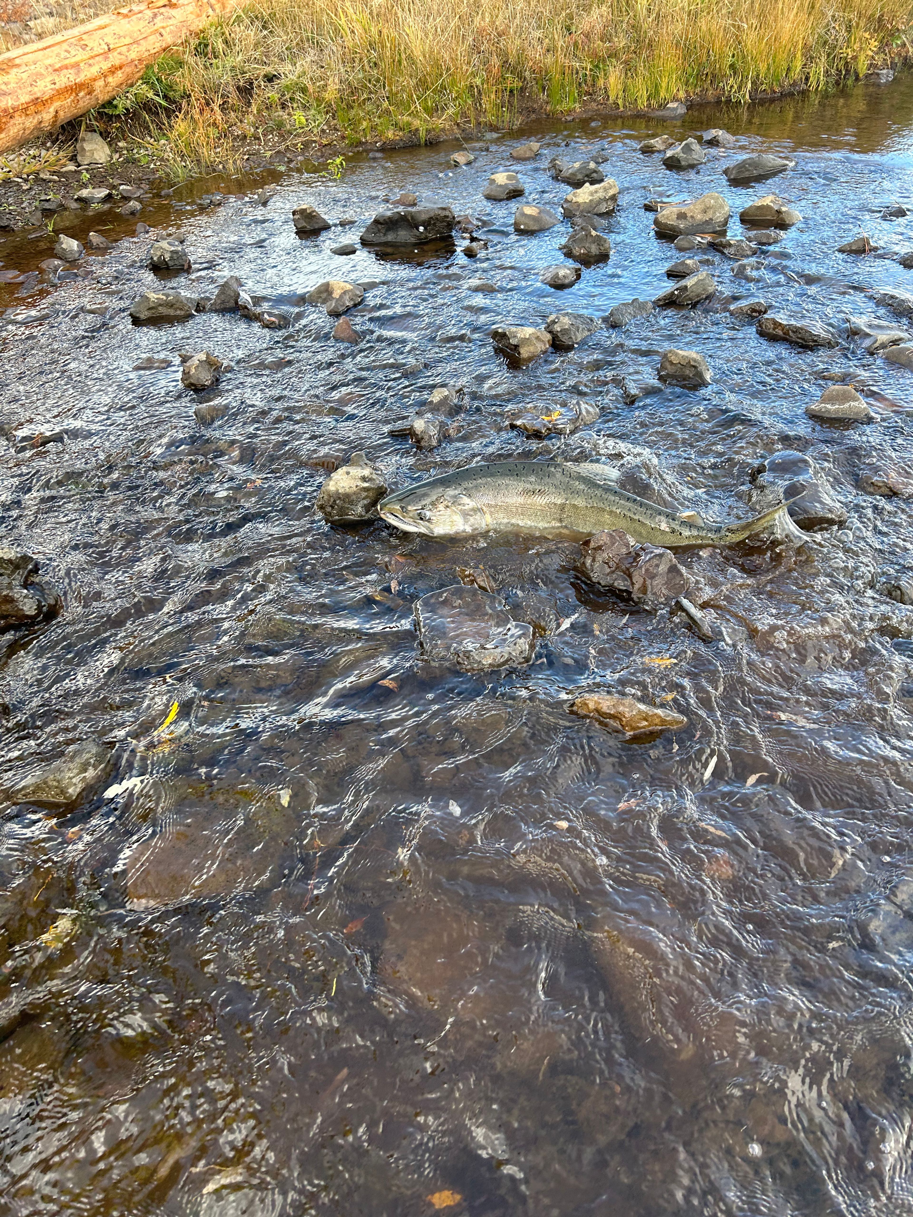 Salmon return to formerly blocked section of the Klamath River Basin