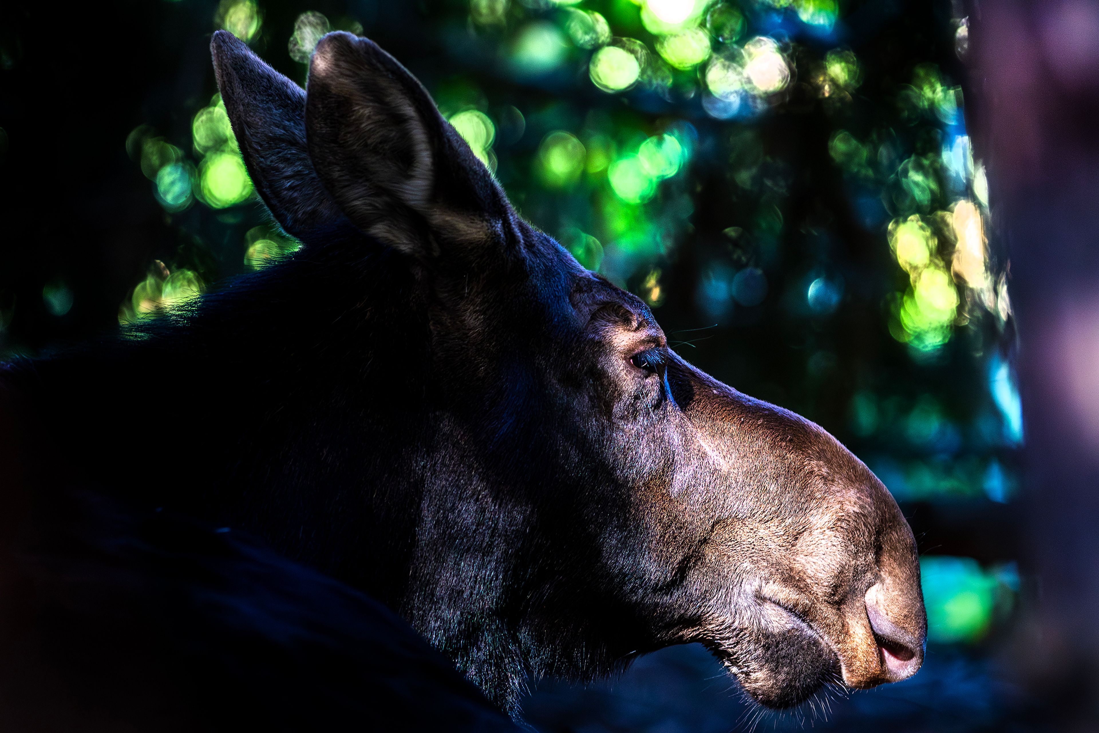 Sun shines through some bushes to illuminate a moose lounging at the Arboretum & Botanical Garden Tuesday in Moscow.,