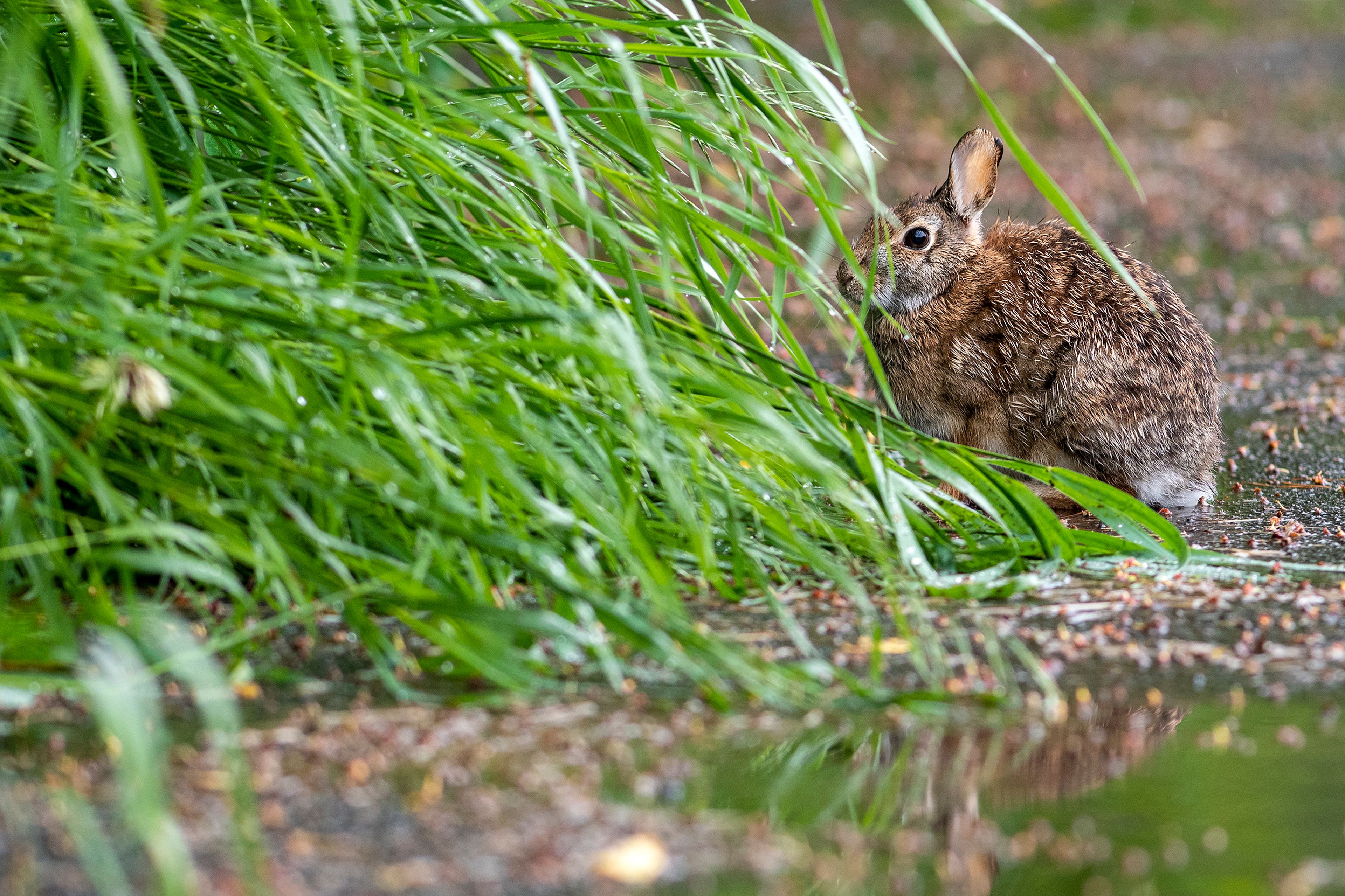 A rabbit stops near a puddle of water Monday as it moves along the Carol Ryrie Brink Nature Park trail in Moscow.