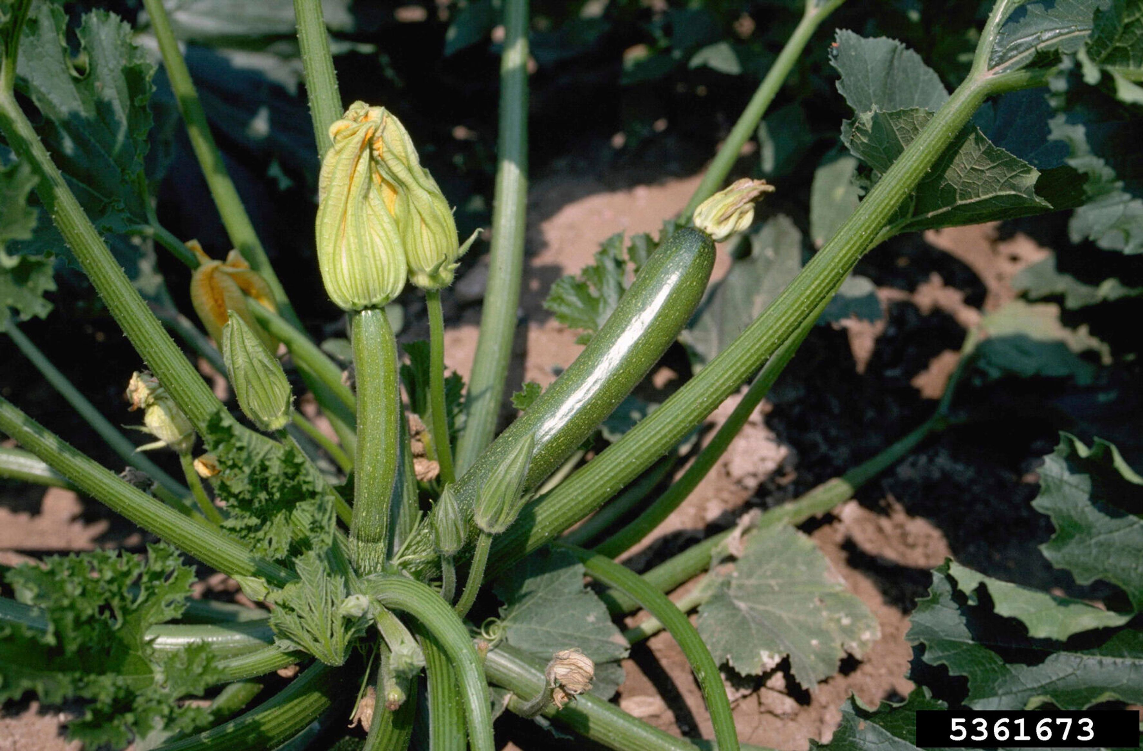 This undated image provided by Bugwood.org shows a closed female zucchini flower with a growing squash at its base in Colorado. (Howard F. Schwartz/Colorado State University/Bugwood.org via AP)