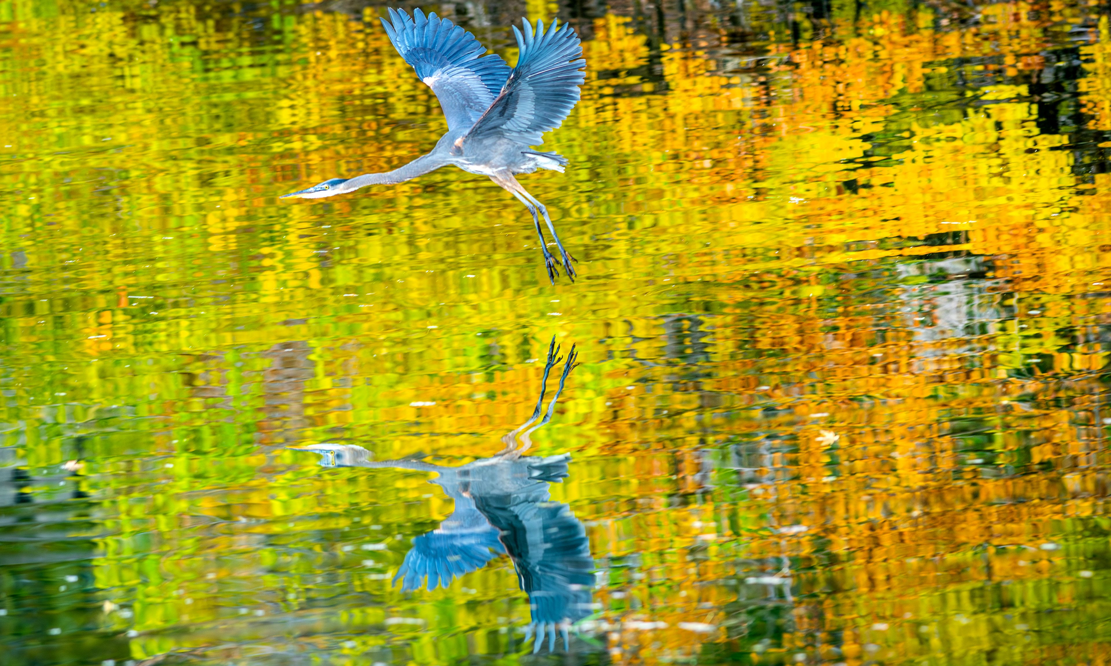 BIG PICTURE: Fly, heron, fly