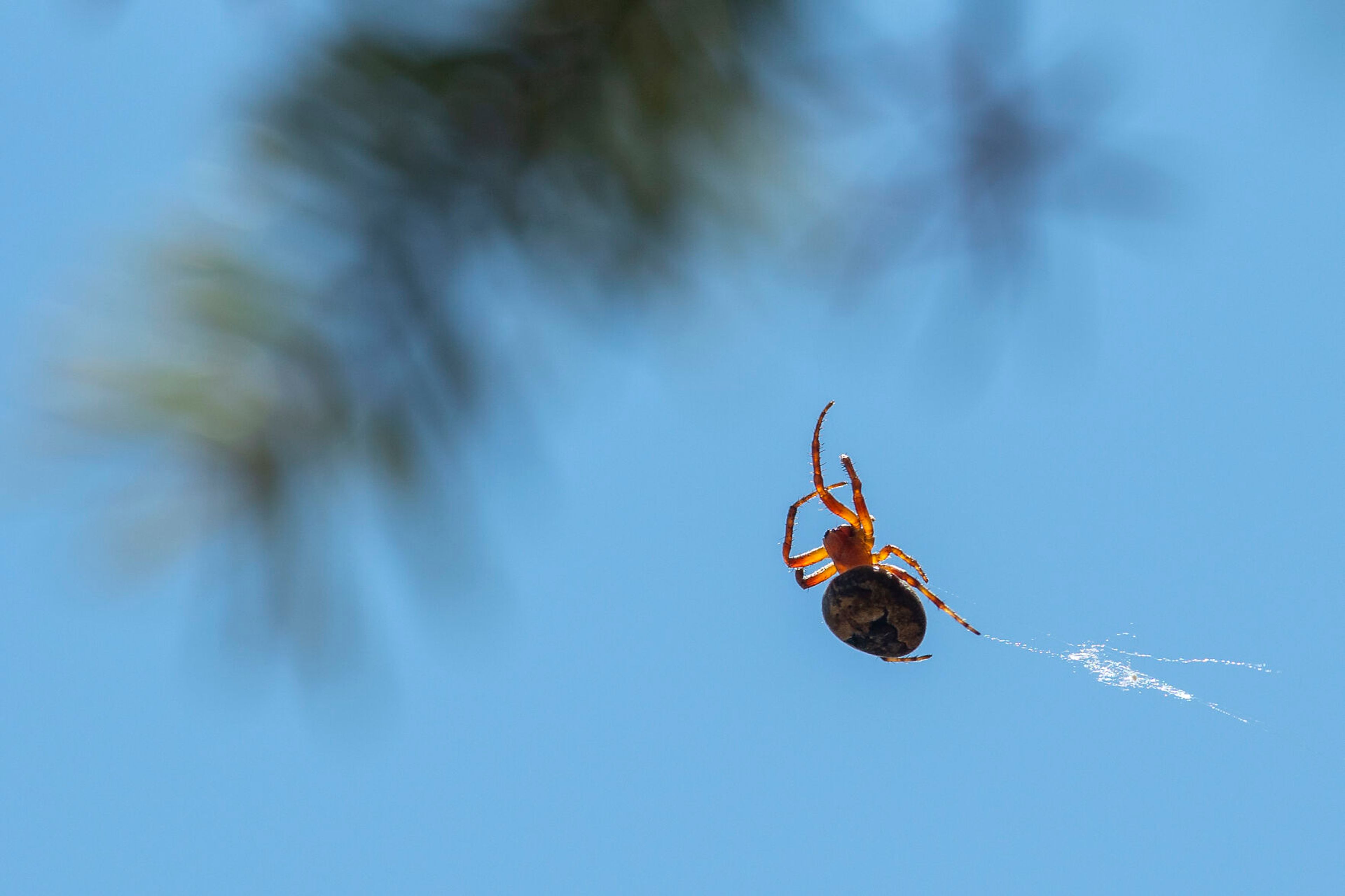 A spider is framed against a clear sky as it spins a web on the Trail of the Coeur d’Alene.