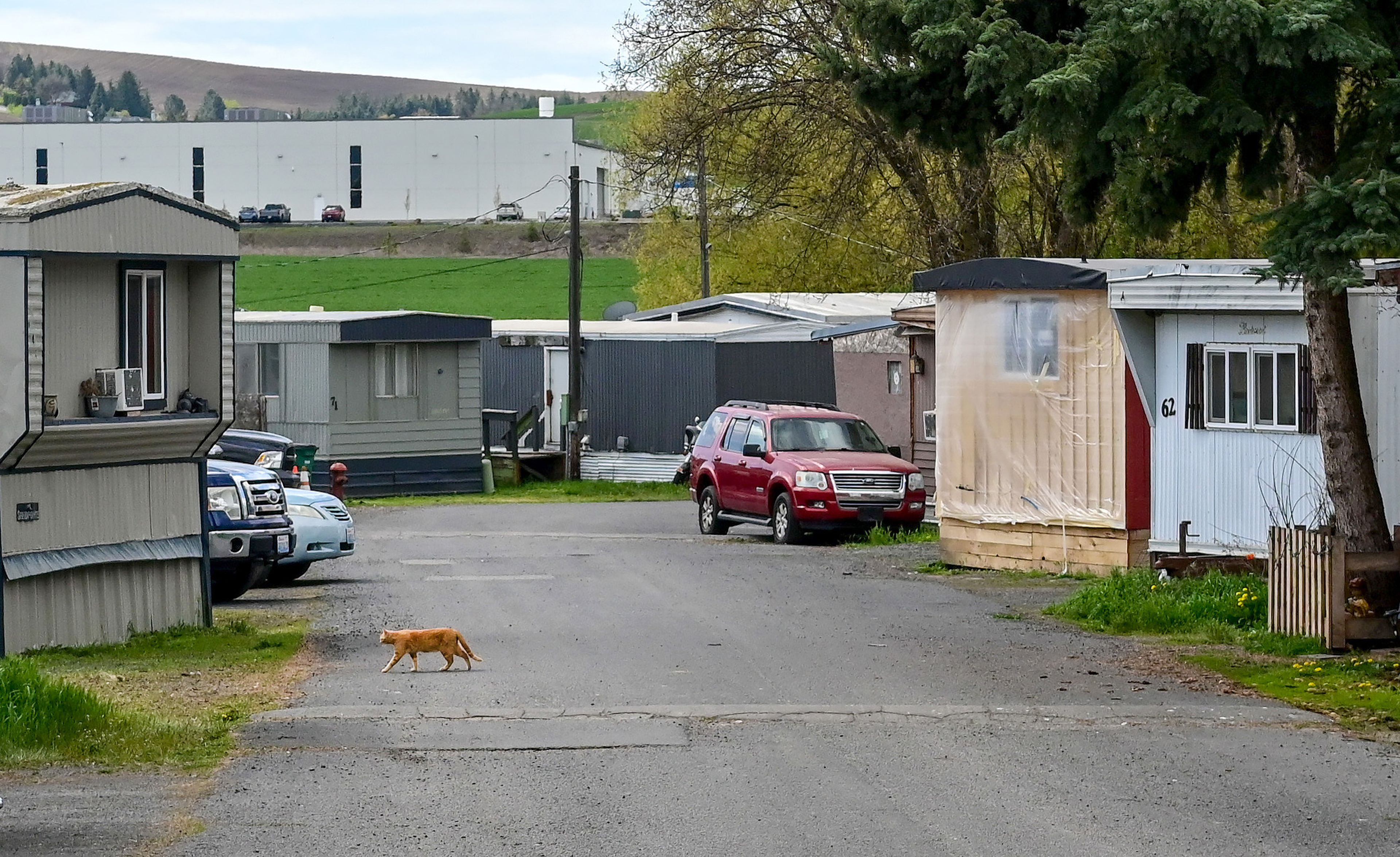 A cat walks across the street between homes at the Abiel Mobile Home Community in Moscow on Thursday. Residents say they are facing rising rent increases at the mobile home park.