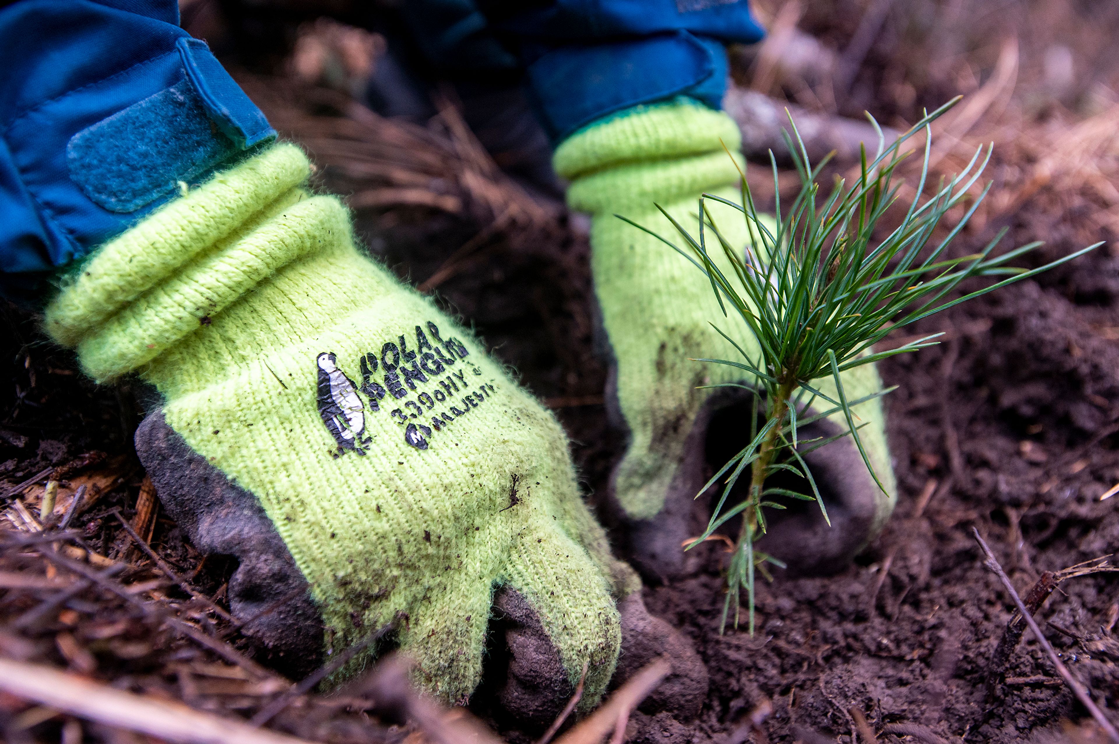 Marcel Robicheaux, an AmeriCorps member serving with Palouse Land Trust, plants a White Pine seedling Tuesday along the Cedar Trail at Idlers Rest Nature Preserve in Moscow.