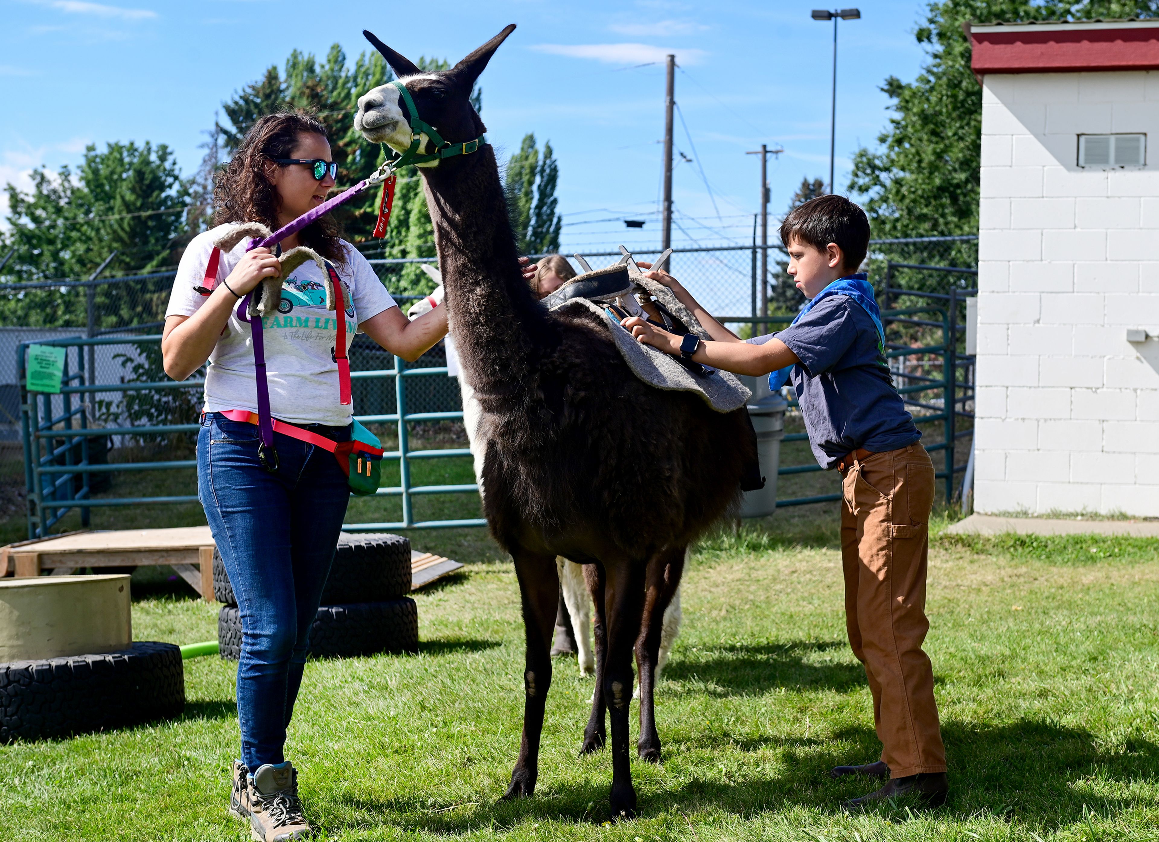 Tara Garrett, left, and James Garrett, 10, work to place a pack on llama Dory, 3, at a demonstration by Palouse Pack Llamas and Mountain View 4-H clubs at the Latah County Fair on Friday in Moscow.