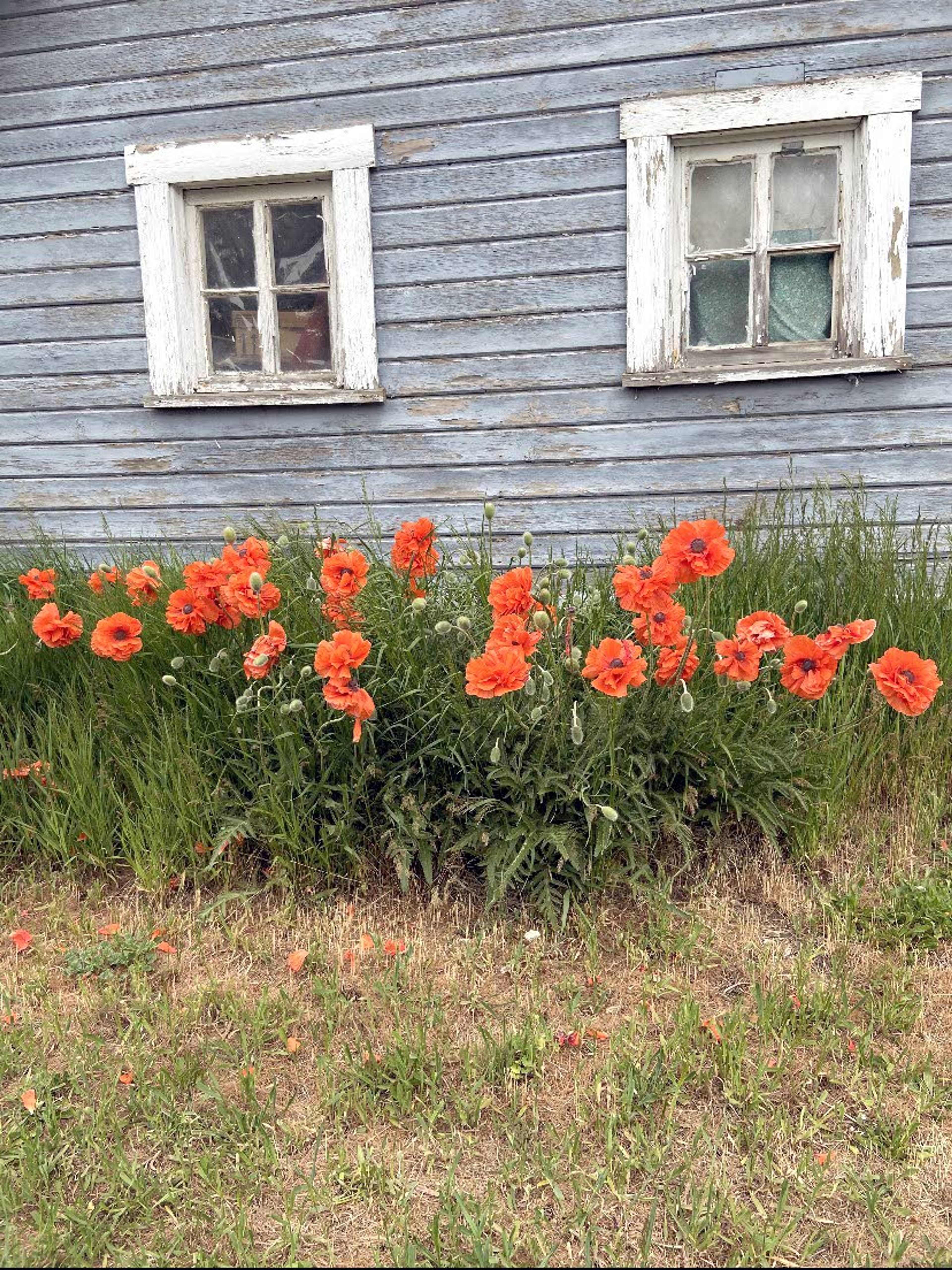 Kim Thompson shared this image following a morning of yard sales in Moscow. “My friend and I pulled up next to this old building. The poppies were magnificent!” she wrote.