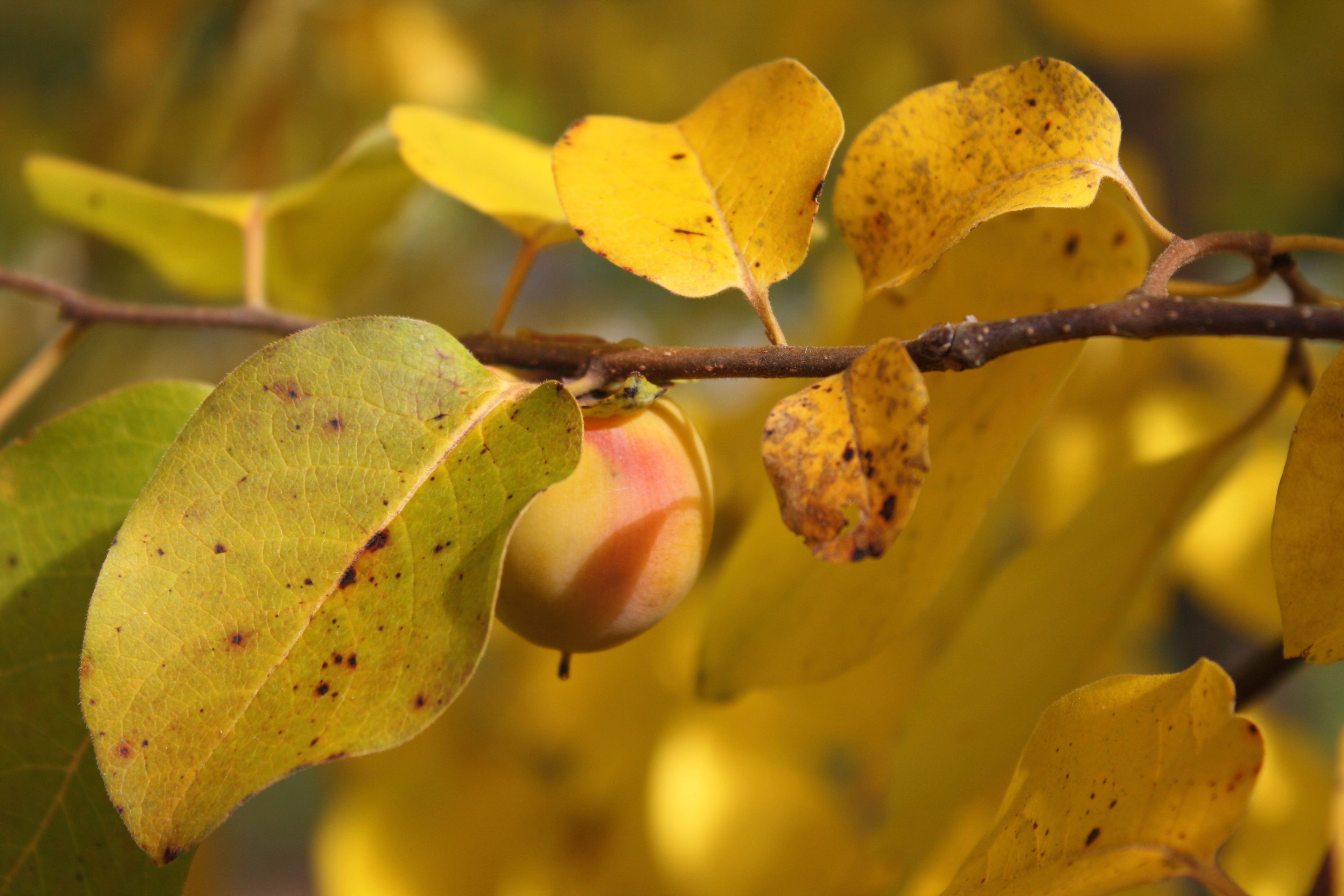 This 2013 image provided by Arnold Arboretum of Harvard University shows the fruit and yellow fall foliage of an American persimmon tree (Diospyros virginiana) in Boston. (Arnold Arboretum of Harvard University via AP)