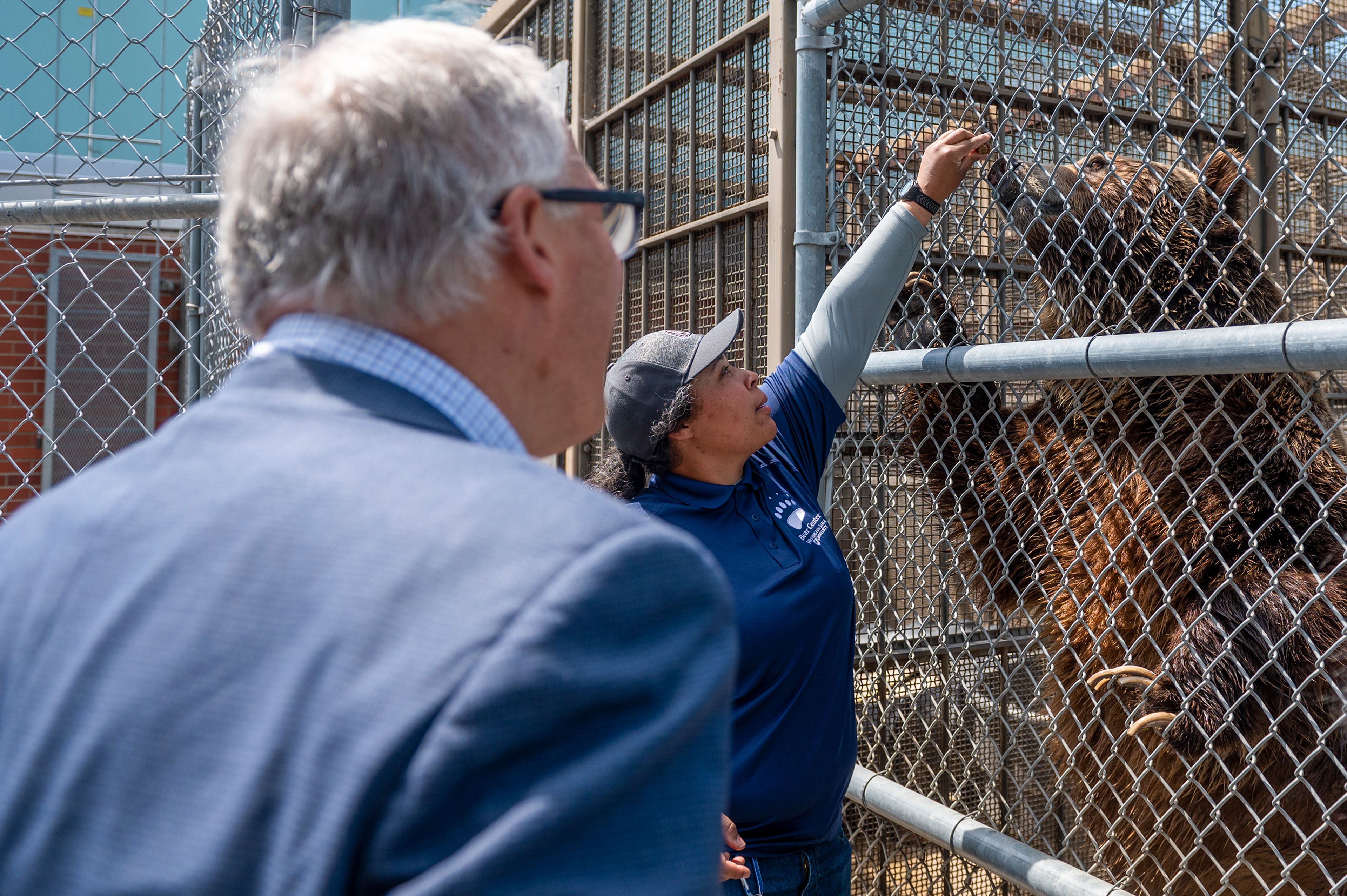 Washington Gov. Jay insole watches grizzly bears get fed while touring Washington State University’s Bear Center on Thursday afternoon in Pullman.