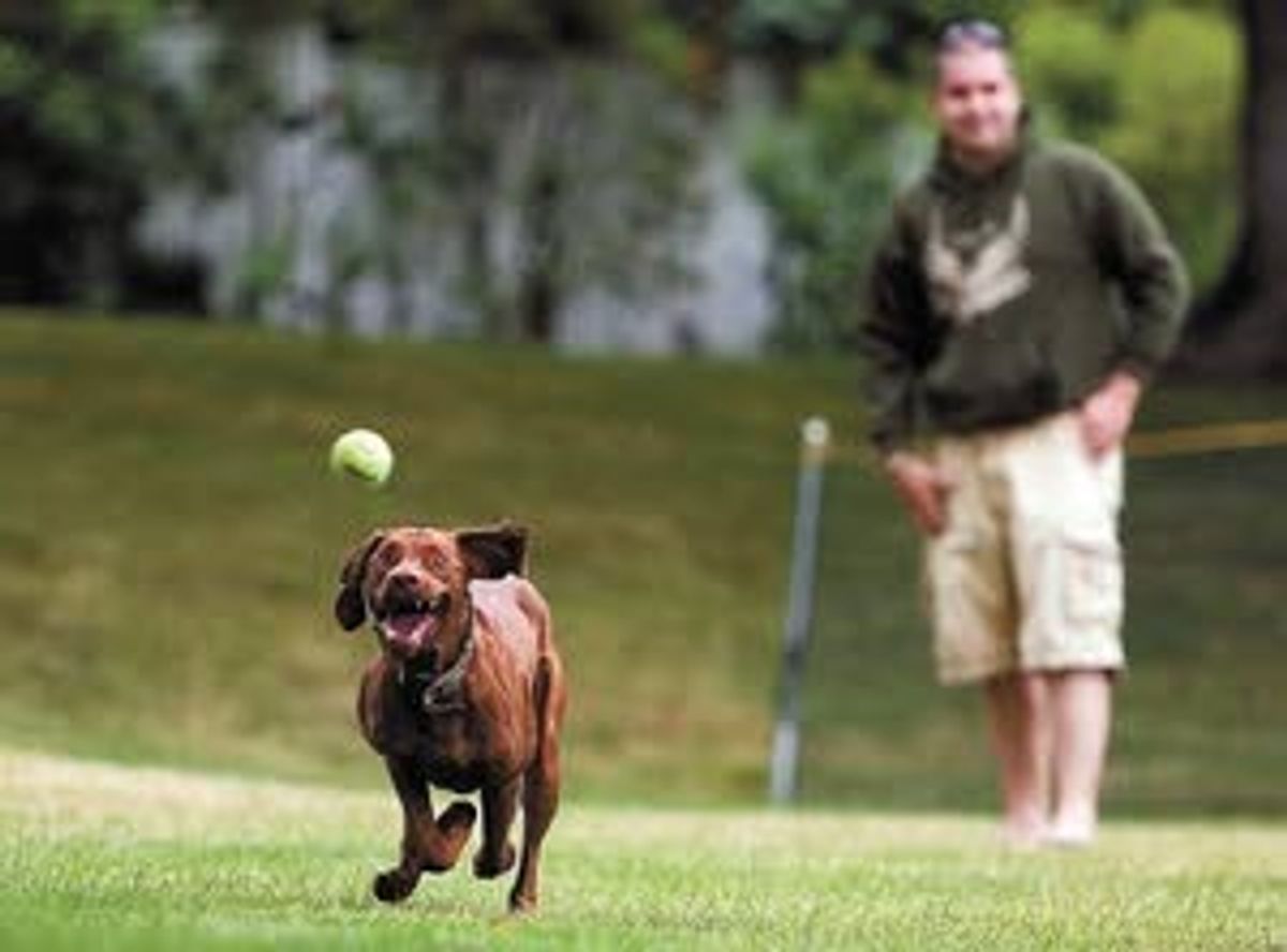 FETCHING FUN