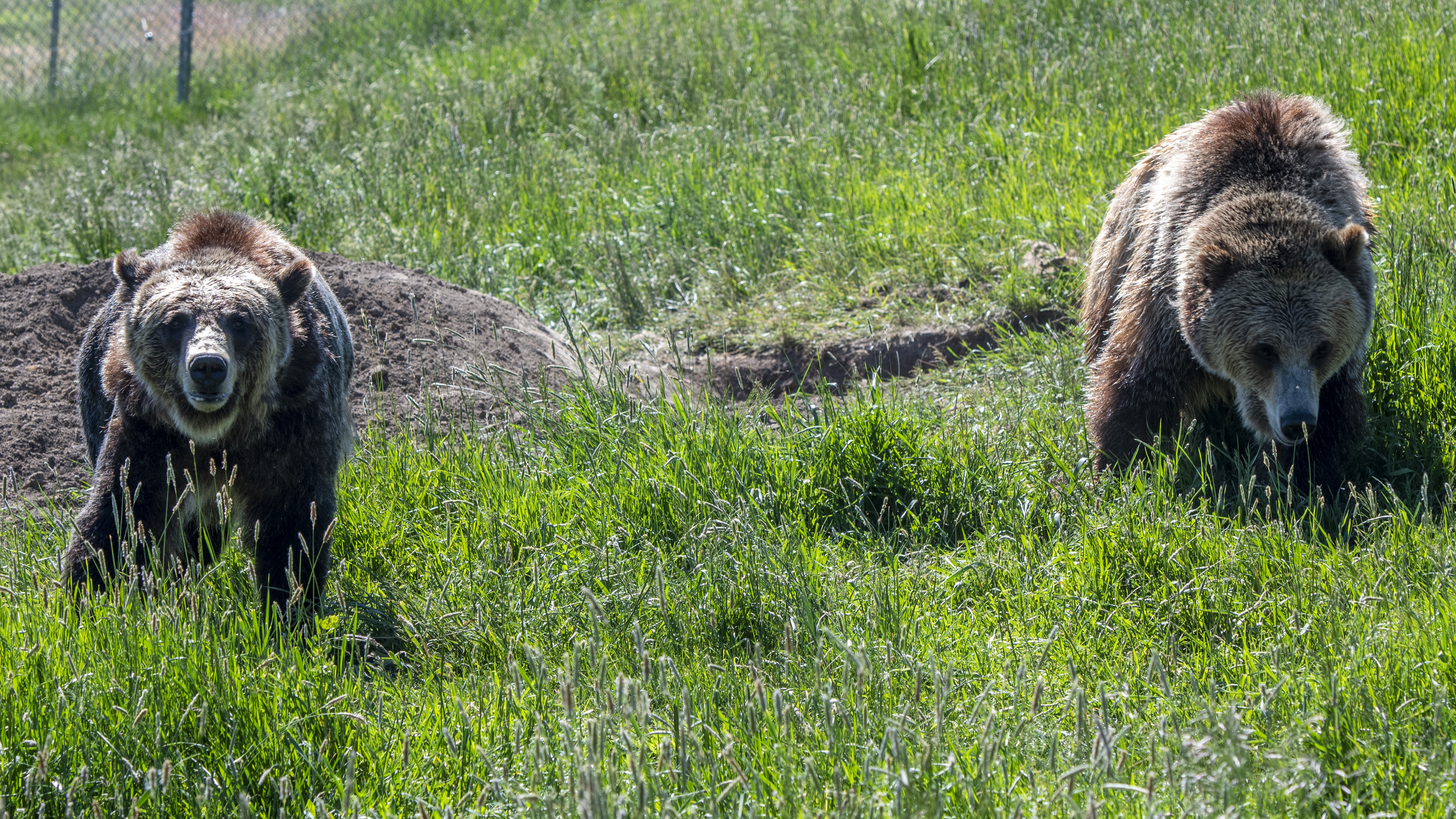 Grizzly 399 emerges from her den. #grizzly399 #bear #naturedocumentary  #yellowstone #grizzlybear, image size:3840x2160