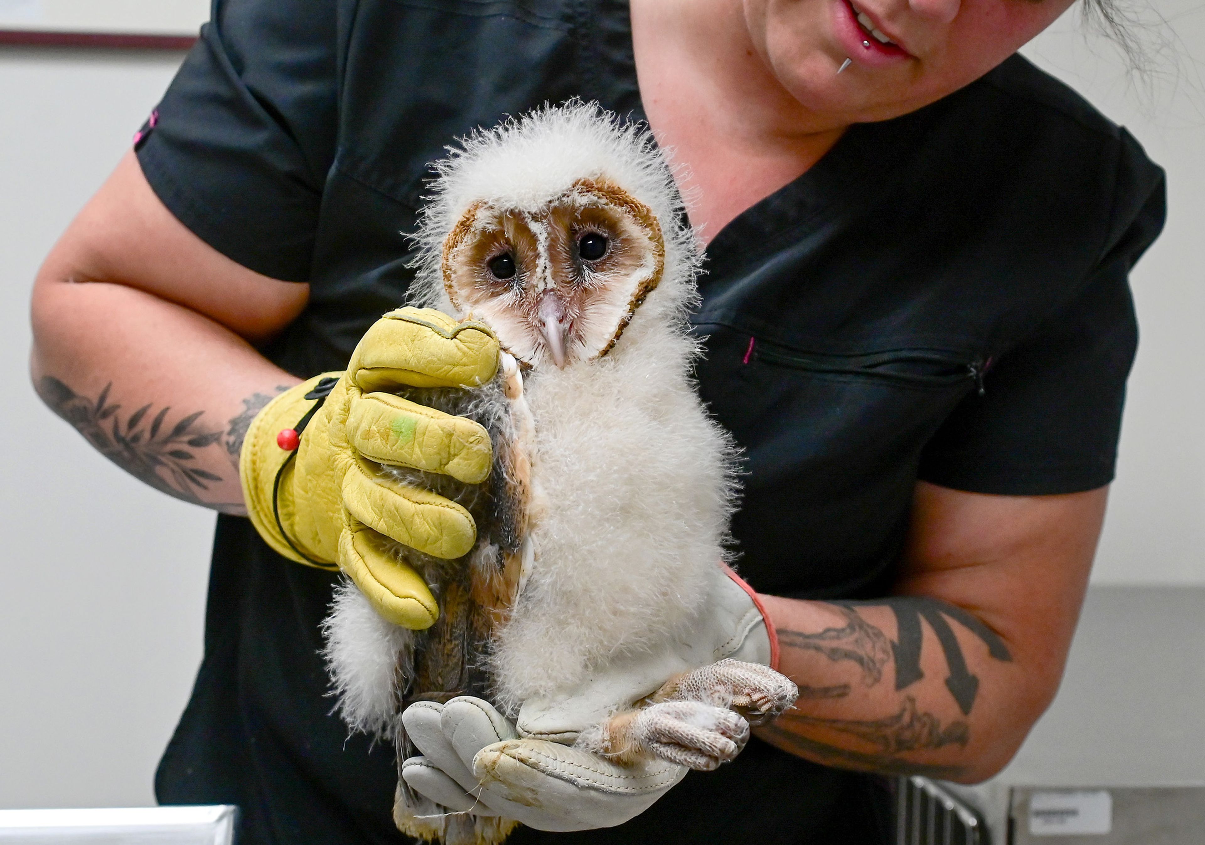 An orphaned barn owl is held by Alex McGregor, a second-year Washington State University vet student and technical assistant at the Veterinary Teaching Hospital, before being taken to a nest box on Wednesday in Pullman.