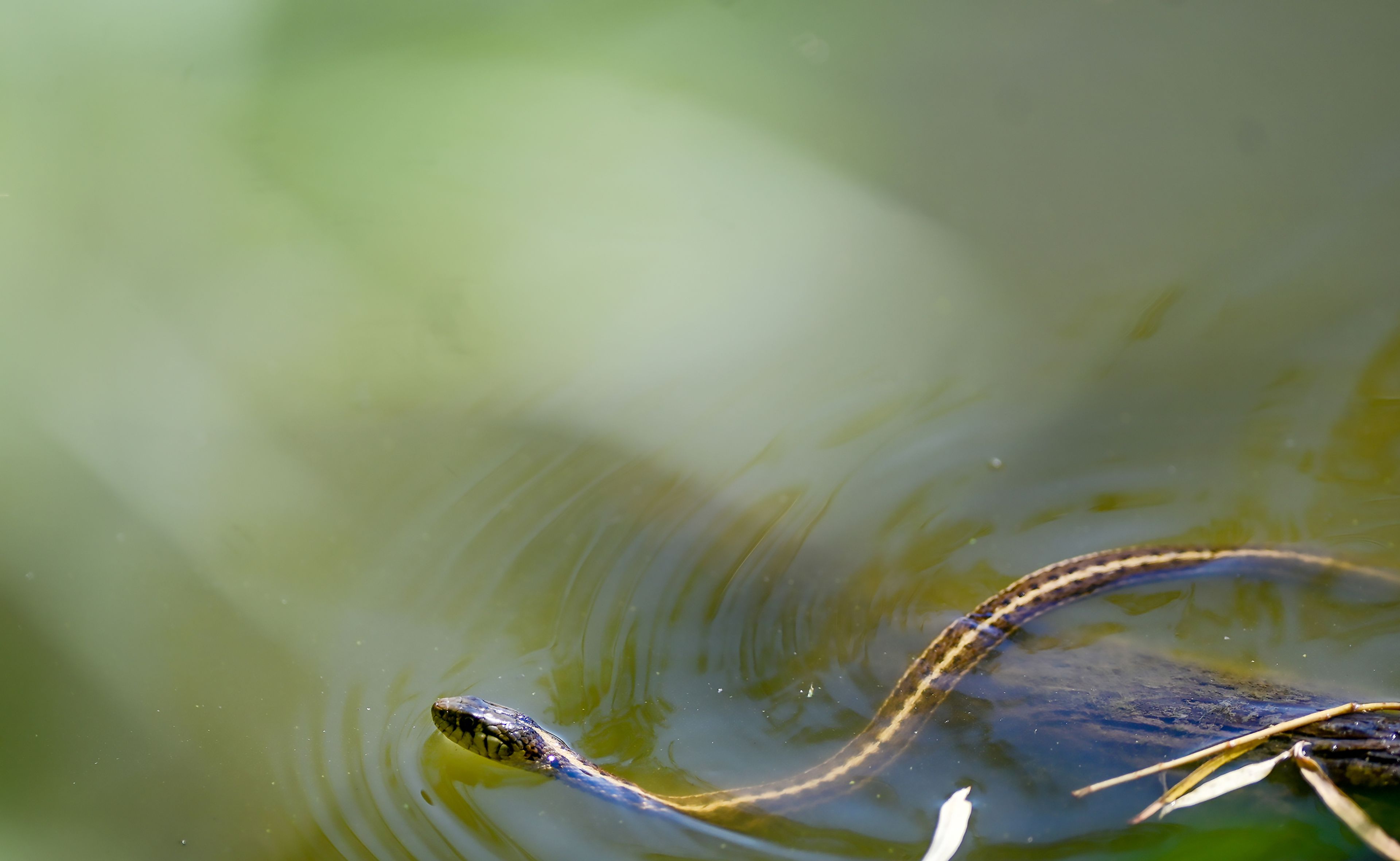 A moving snake sends ripples through the calm surface of Hordemanns Pond on Thursday in Moscow.