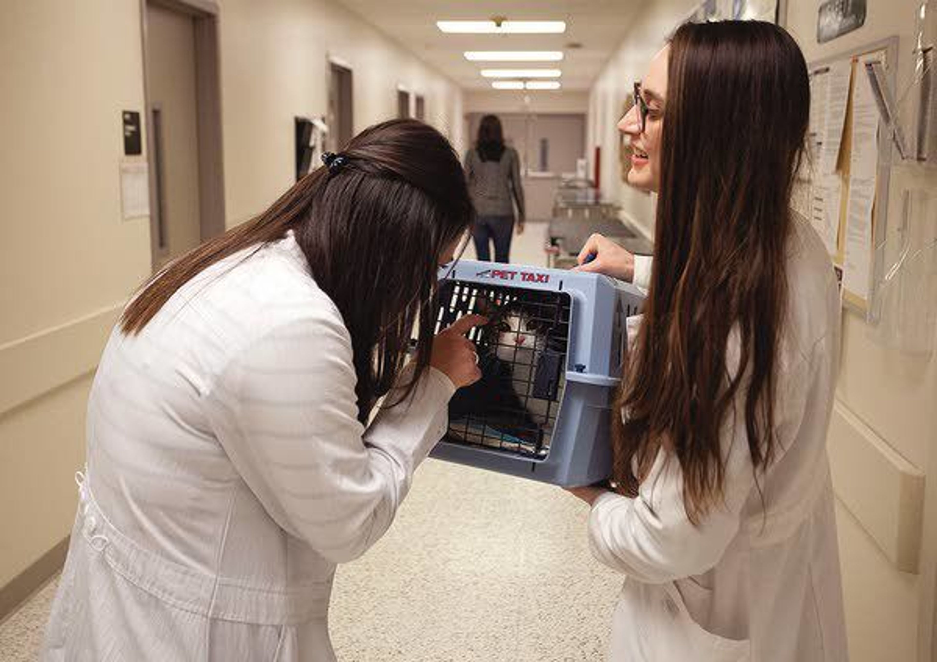 Washington State University veterinary student Jen Hergert, right, stops so Jalise Zumstein can see a cat named Linus on Wednesday at the WSU Veterinary Teaching Hospital in Pullman.