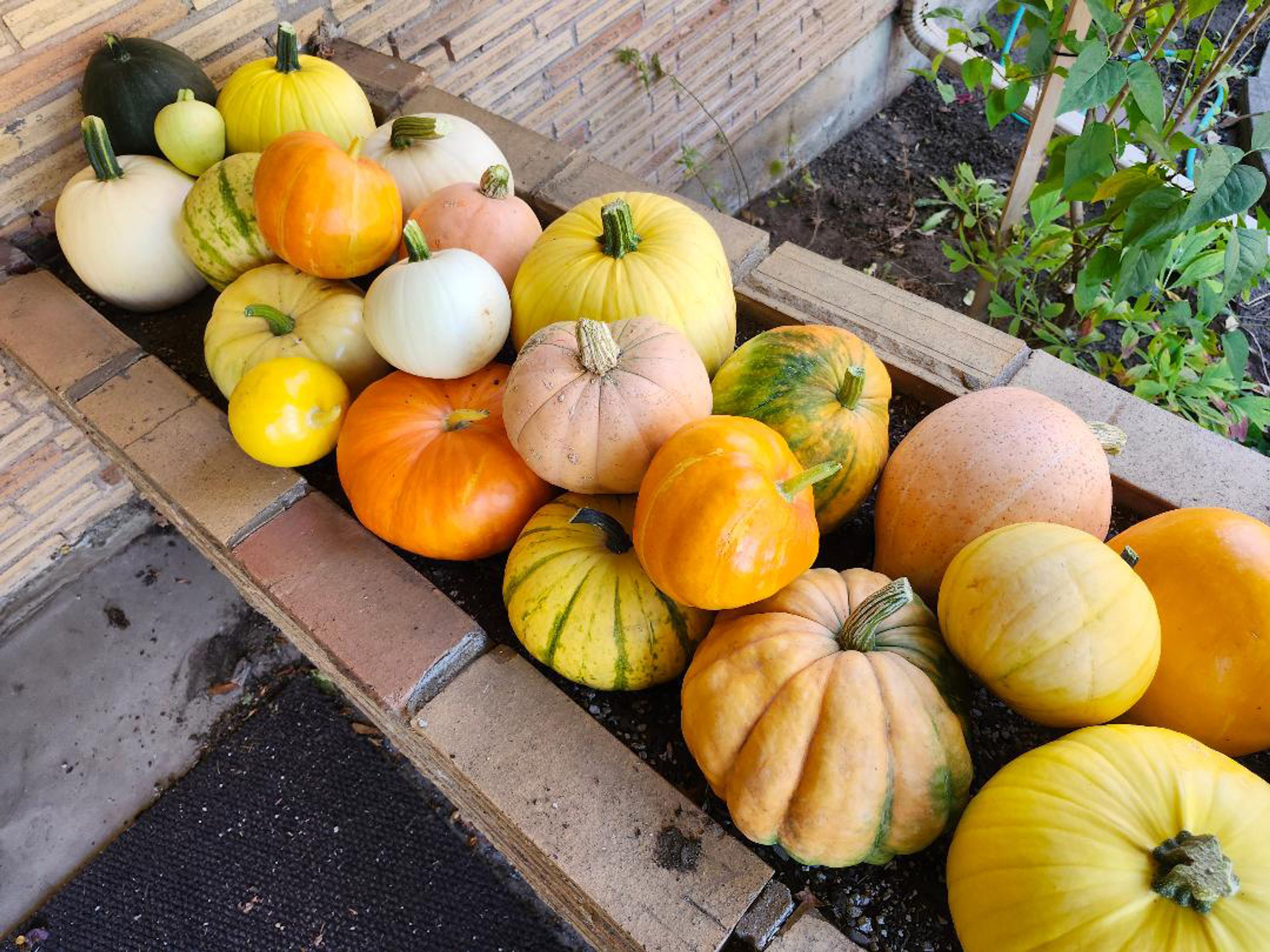 The 2024 Rozen pumpkin team sits on display on the columnist's front porch.