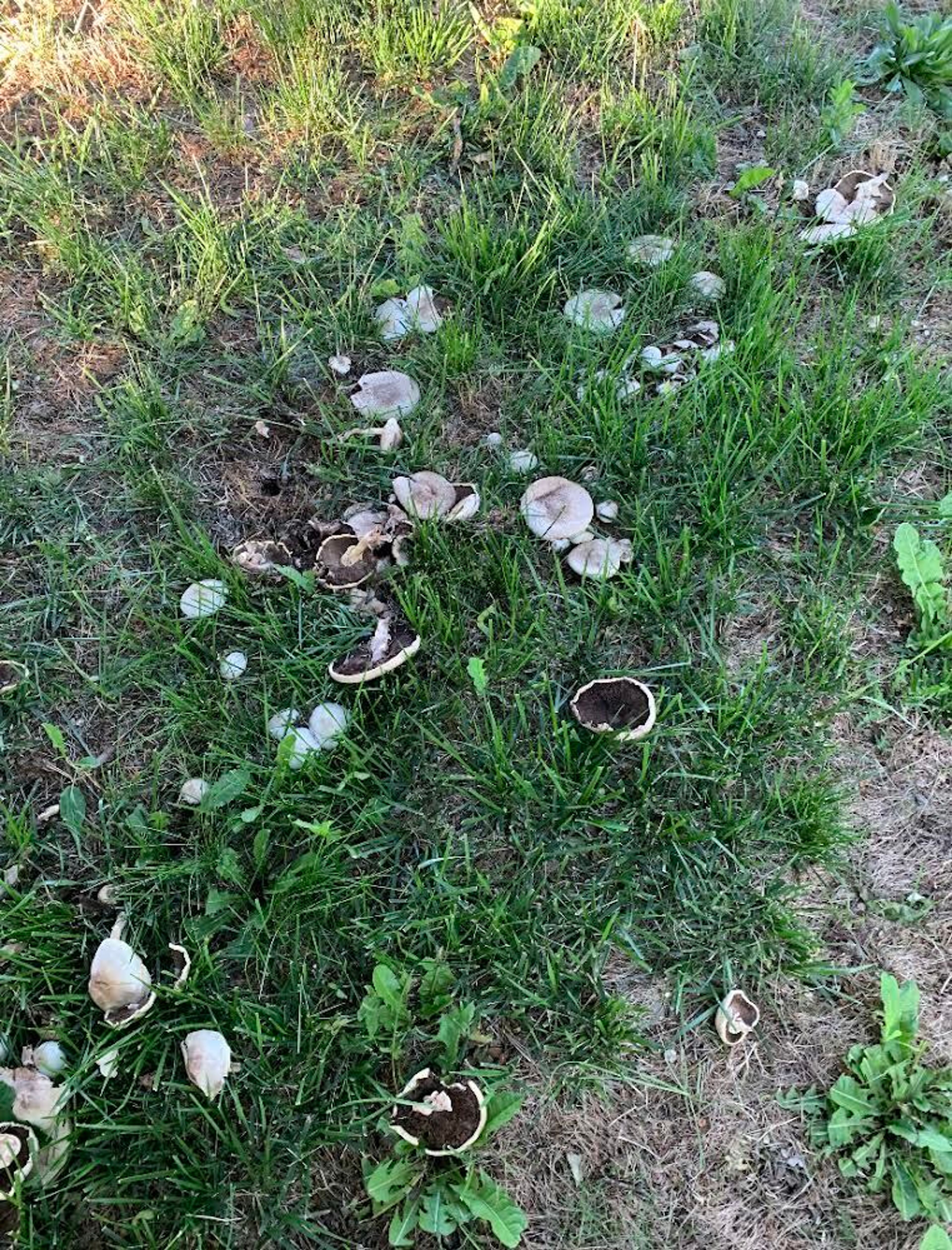 Larry Kirkland has noticed an increase in the amount of mushrooms in the Palouse area, likely because of the wetter-than-average spring experienced in the area. Kirkland has been foraging for 40 years.