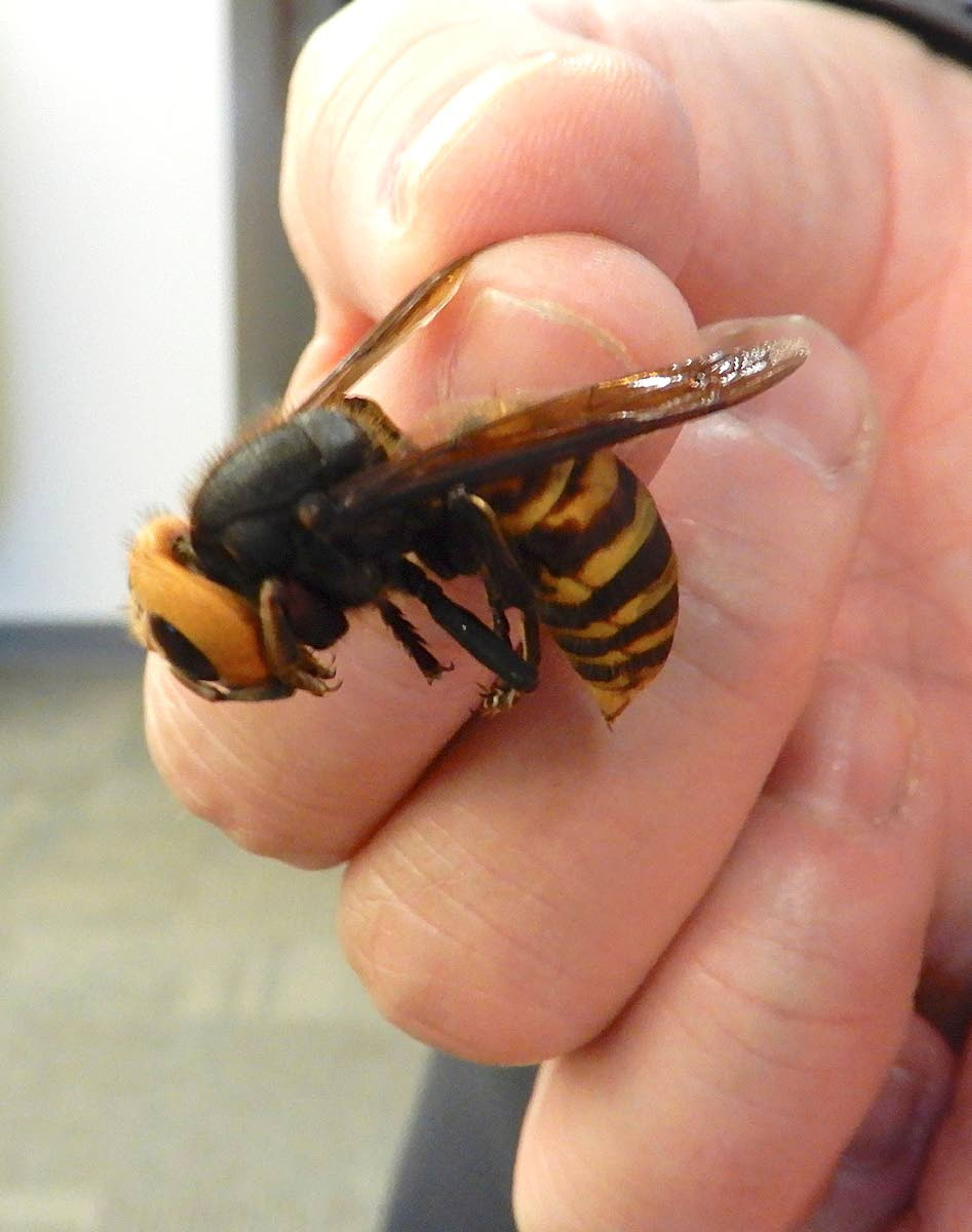 Asian giant hornets can grow up to two inches long, and are known to decimate honey bee hives.