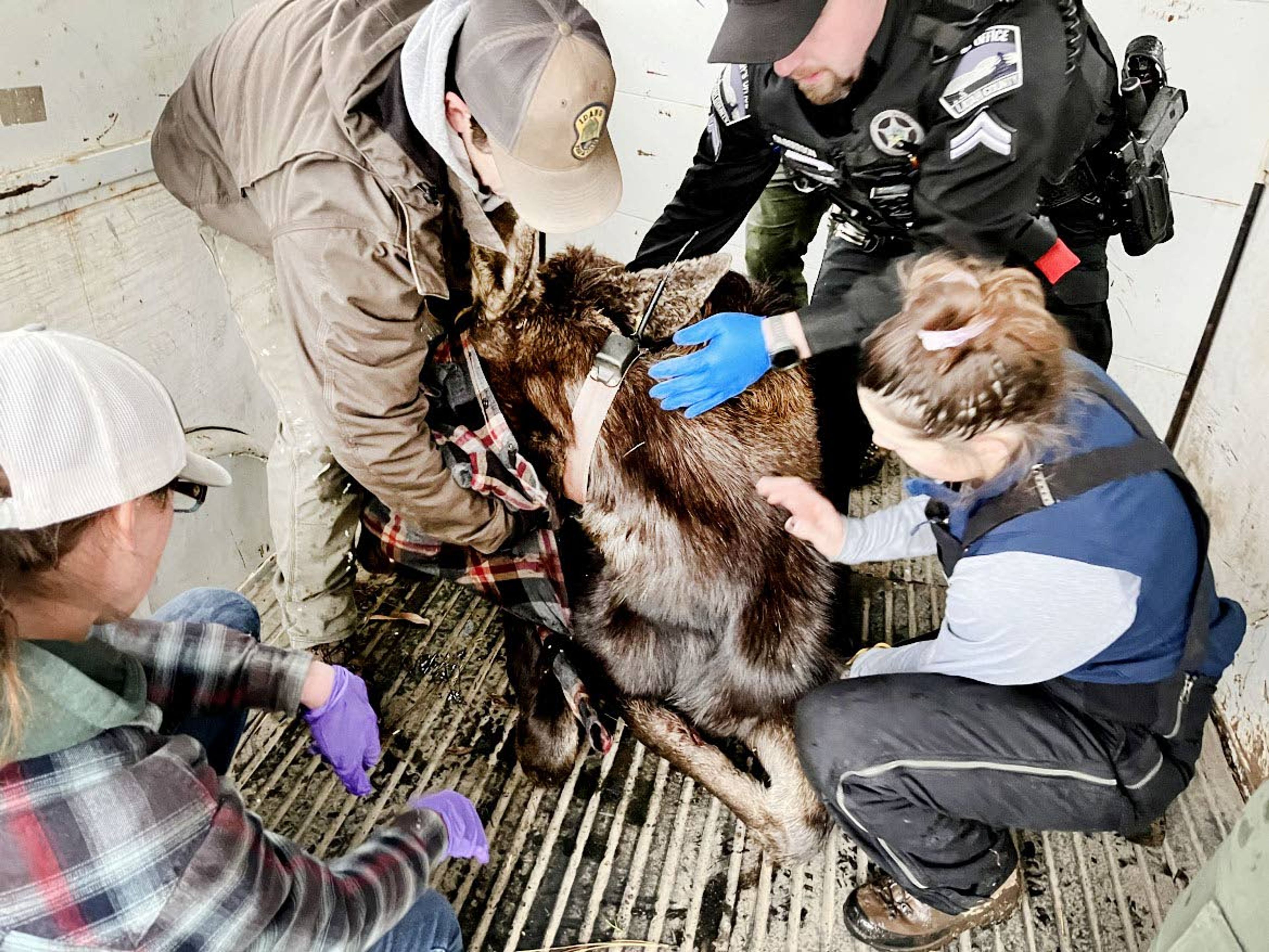 Idaho Department of Fish and Game officials darted and relocated a moose cow and calf that were showing some signs of aggression to trail walkers in Kendrick earlier this month. Idaho Fish and Game received reports of the moose and kept in contact with the city of Kendrick to monitor the behavior and the general location of these moose in hopes that they would choose to leave town on their own accord. They did not.