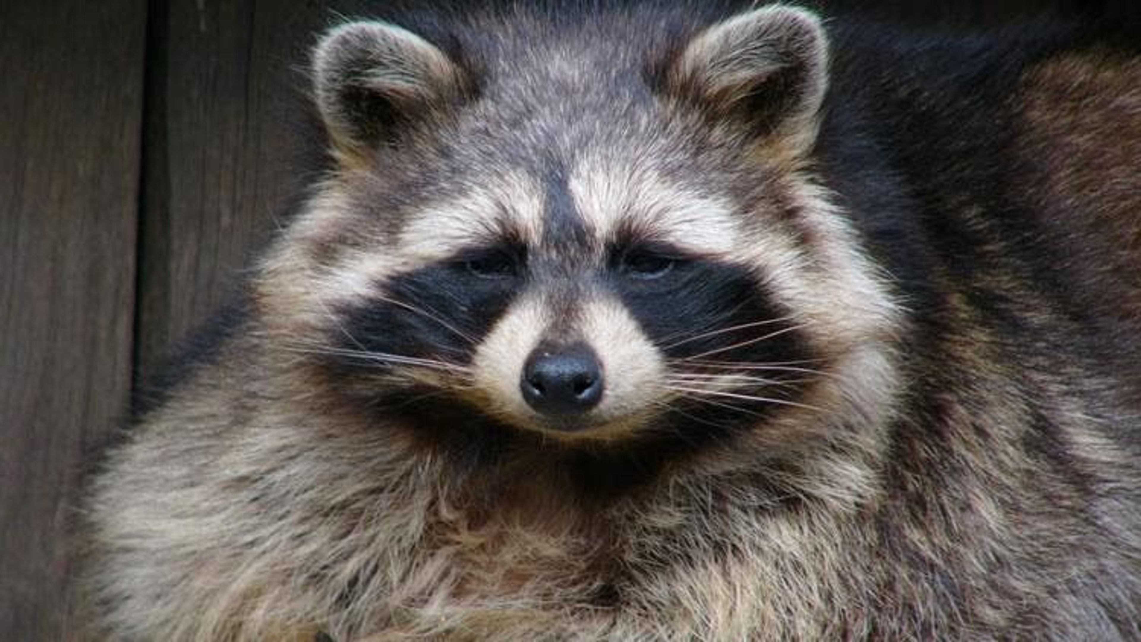 Raccoons are not likely to carry rabies in the Pacific Northwest but could, so they are best to be avoided.