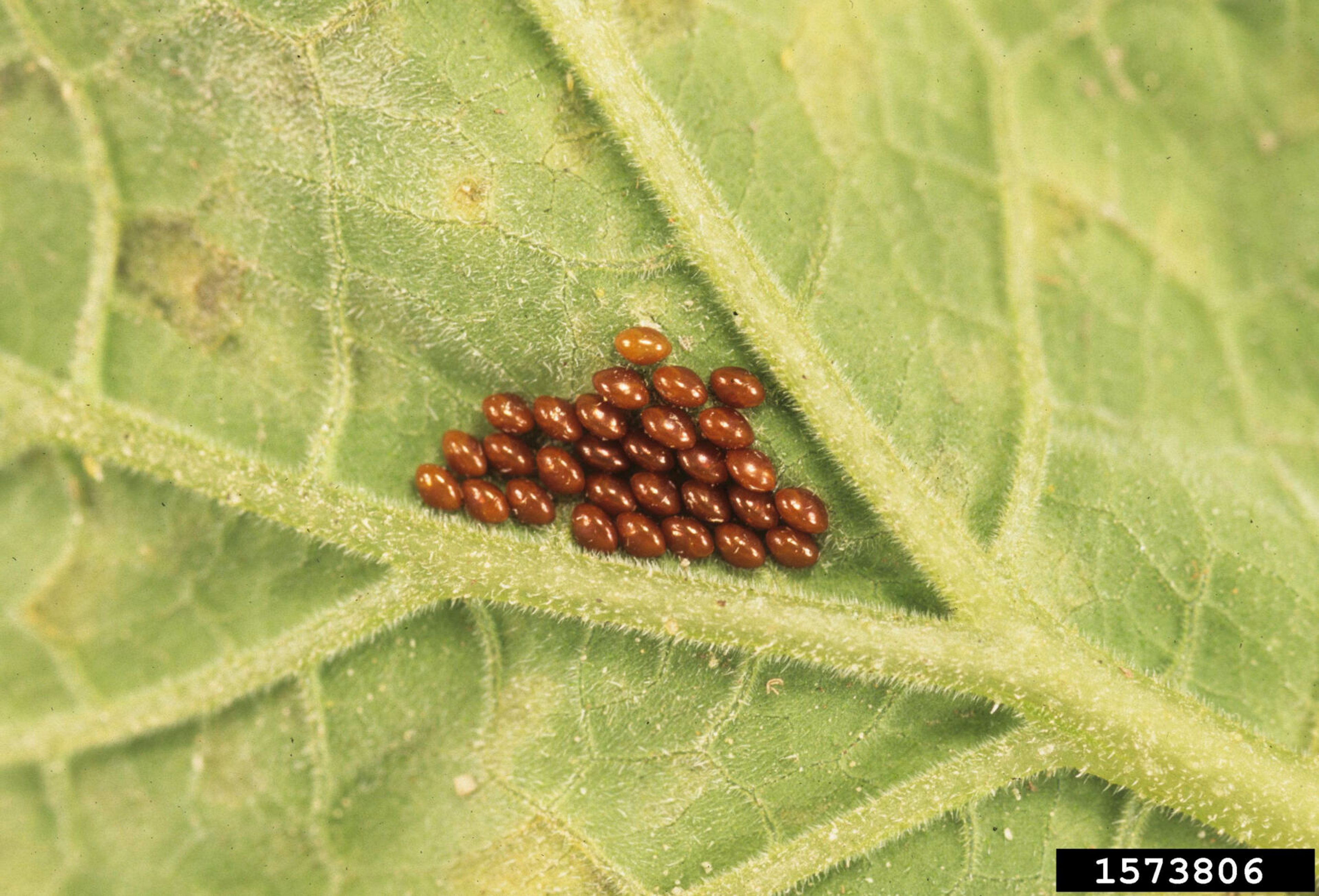 This August 1, 1997, image shows squash bug eggs on the underside of a squash leaf in Richmond County, California. (Gerald Holmes/Strawberry Center/Cal Poly San Luis Obispo/Bugwood.org via AP)